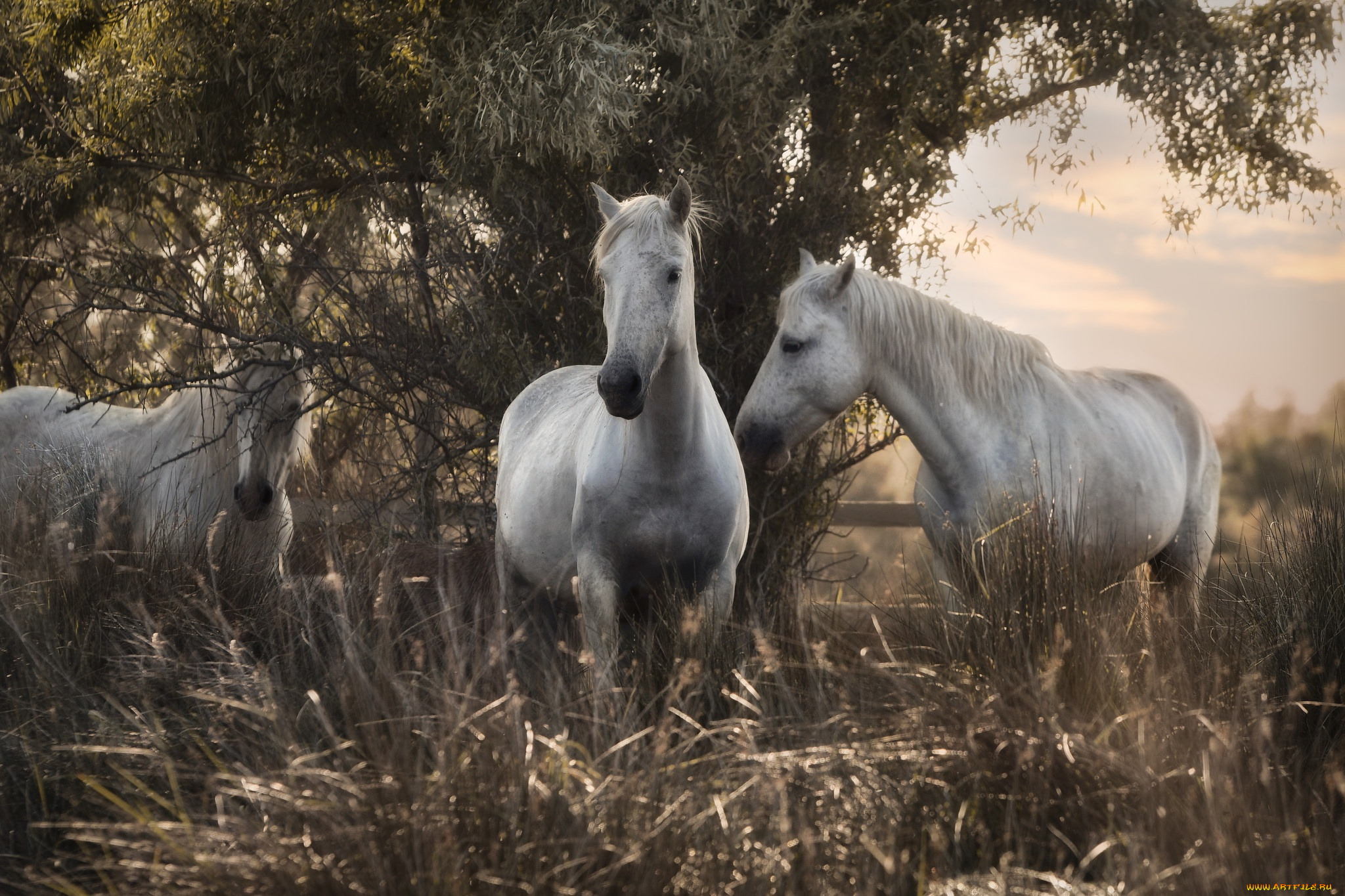 животные, лошади