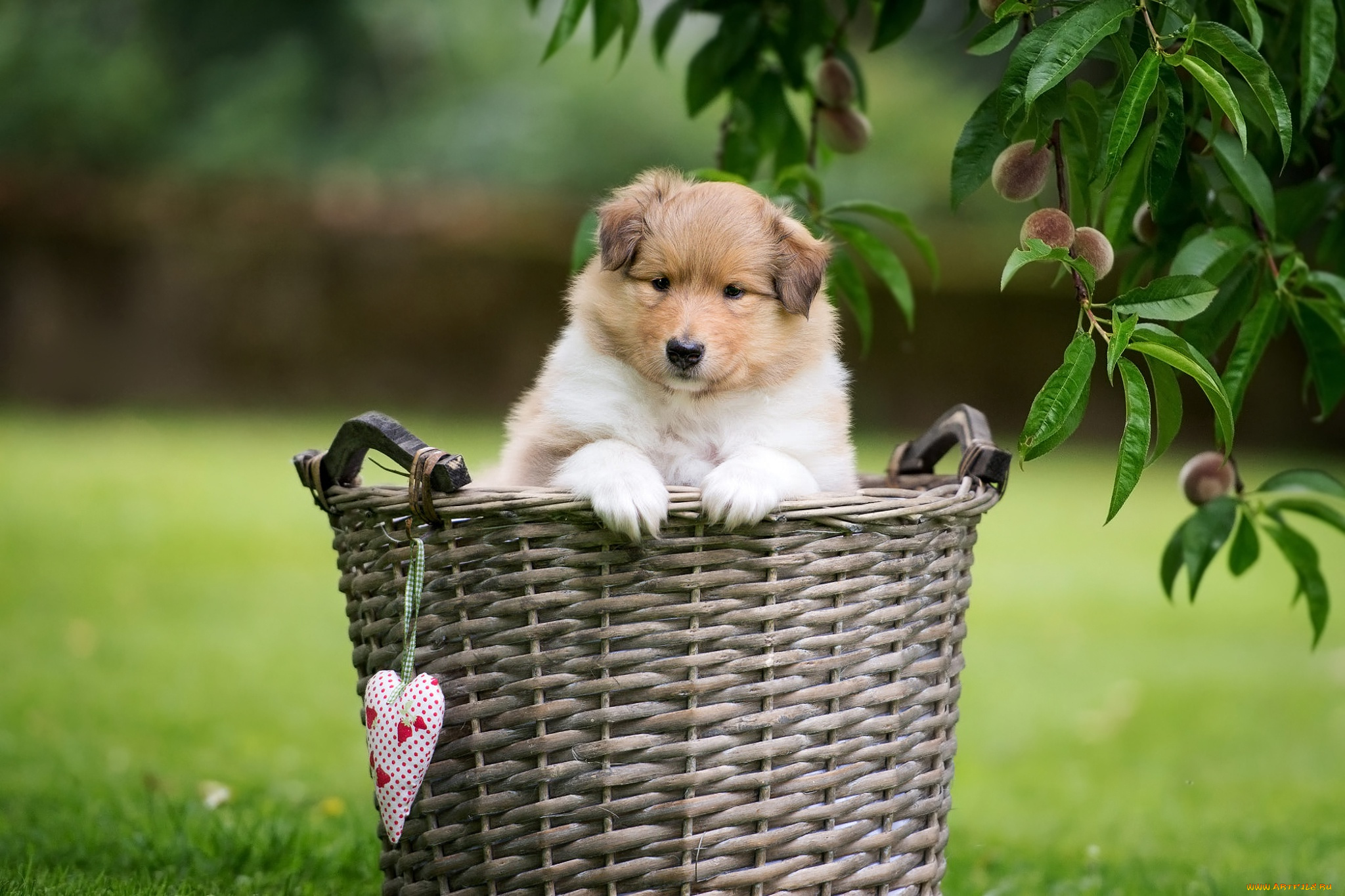 животные, собаки, лапки, ветки, сердце, поляна, листья, маленький, собака, природа, газон, корзина