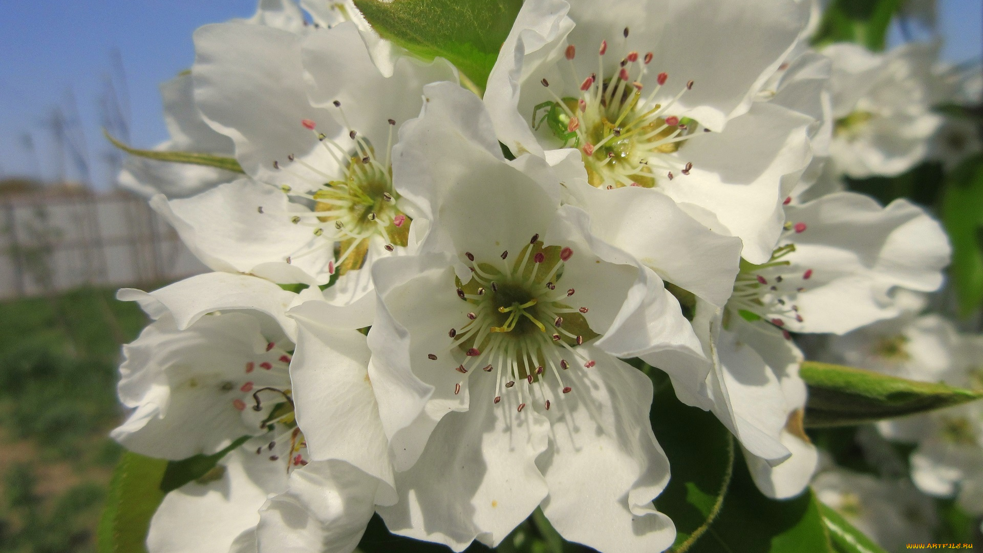 цветы, цветущие, деревья, , , кустарники, весна, 2018, апрель