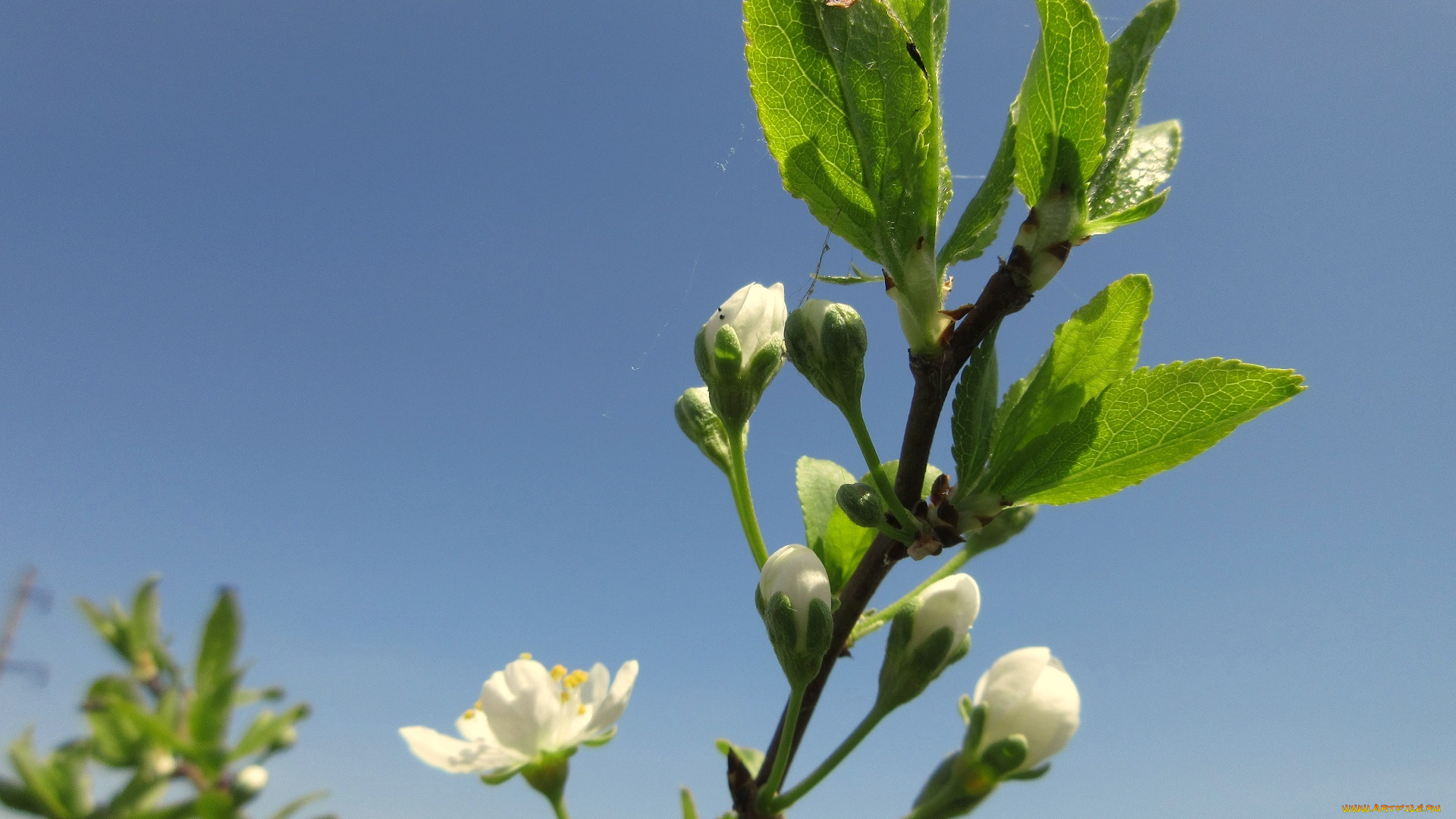 цветы, цветущие, деревья, , , кустарники, весна, 2018, апрель