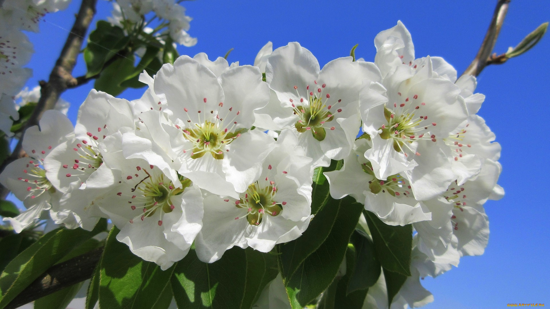 цветы, цветущие, деревья, , , кустарники, весна, 2018, апрель