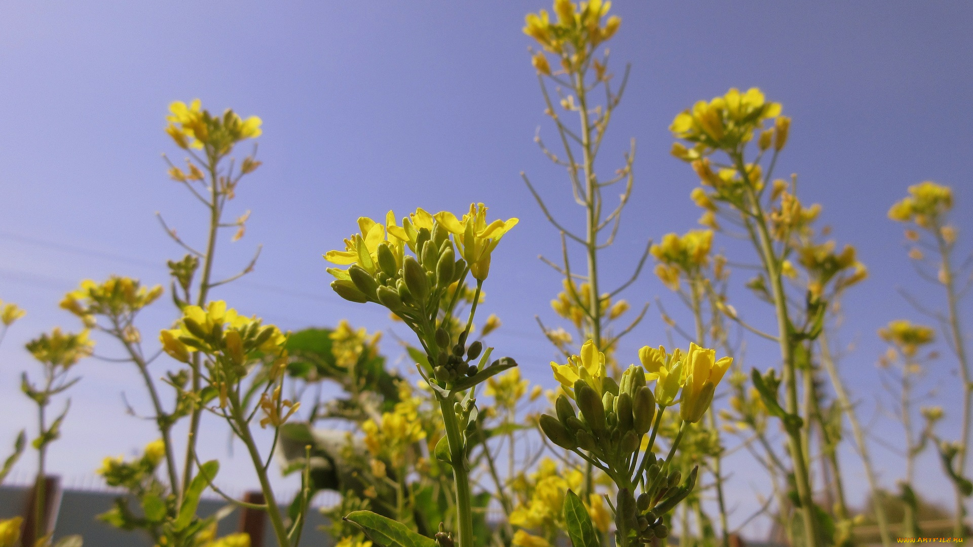 цветы, луговые, , полевые, , цветы, весна, 2018, апрель