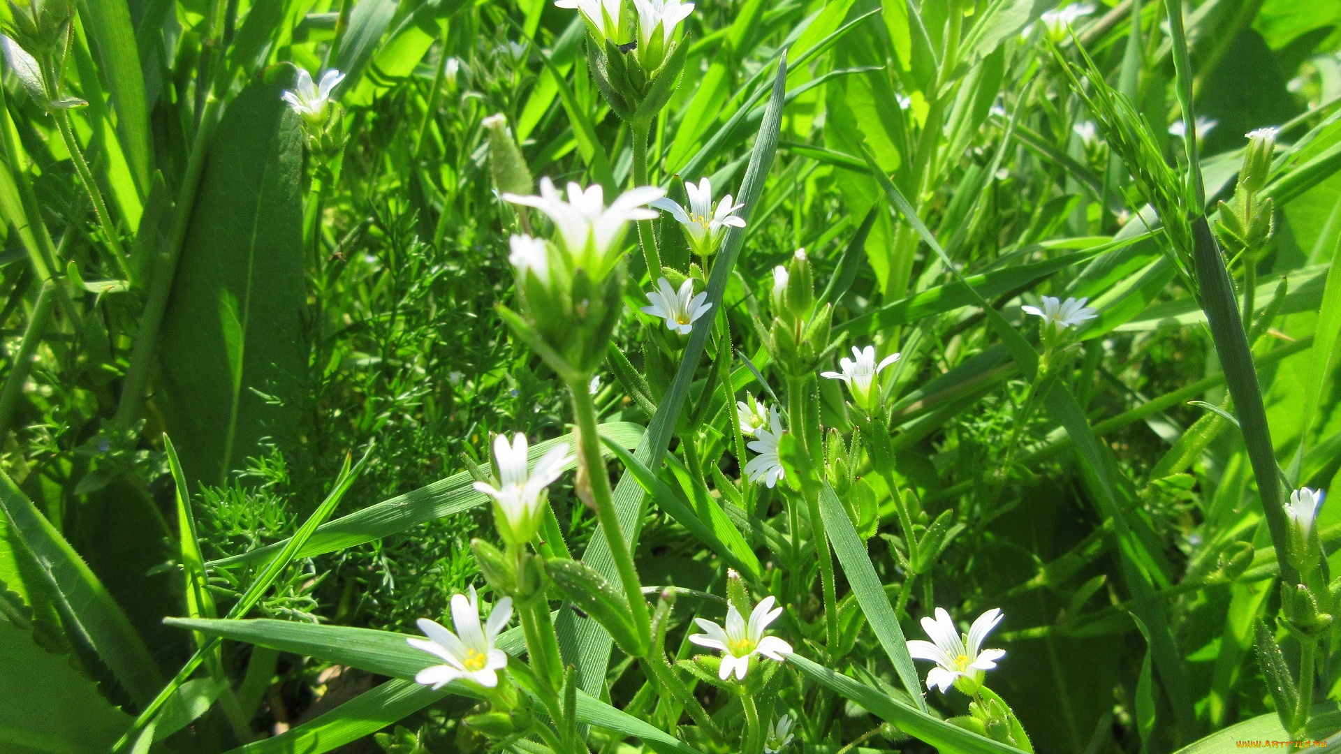 цветы, луговые, , полевые, , цветы, весна, 2018, апрель