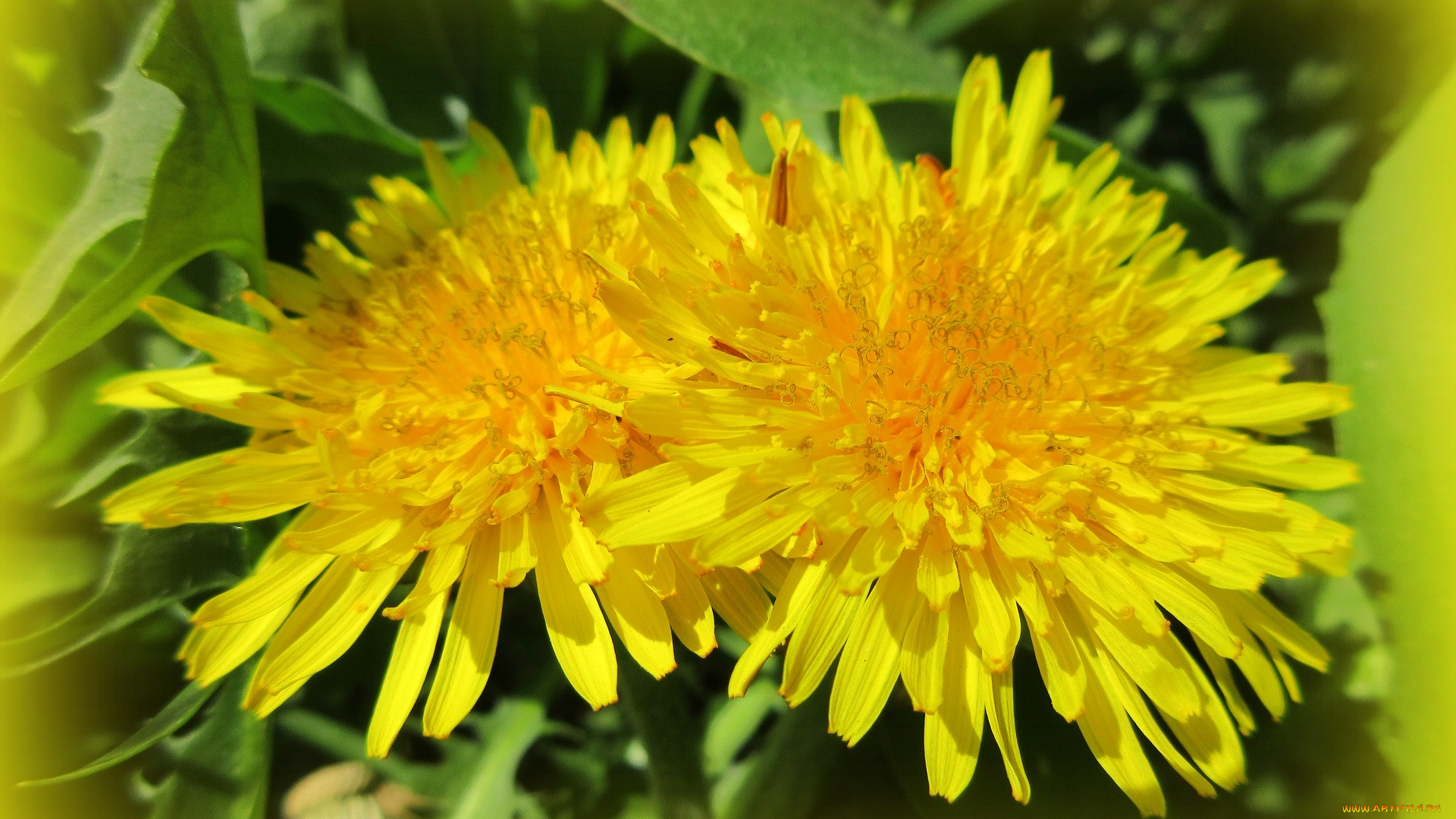 цветы, одуванчики, весна, 2018, апрель