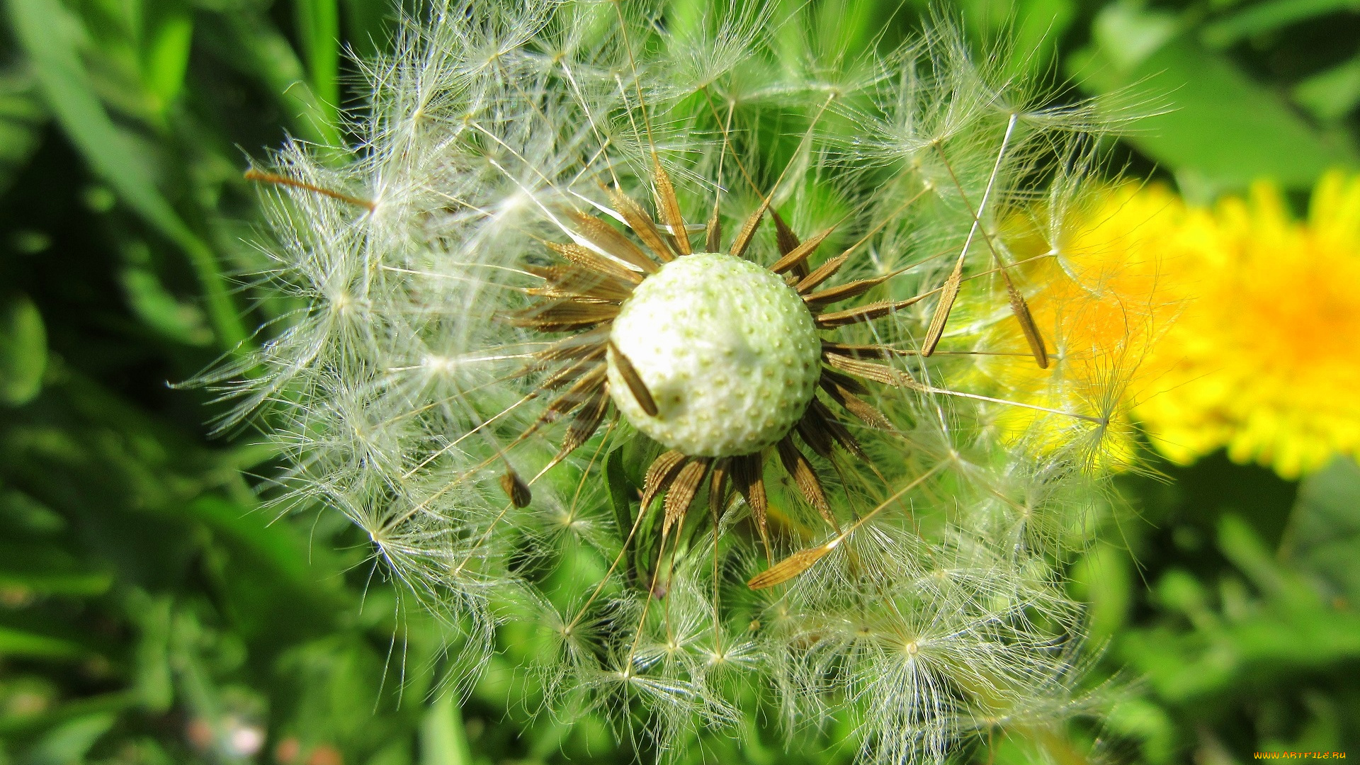 цветы, одуванчики, весна, 2018, апрель
