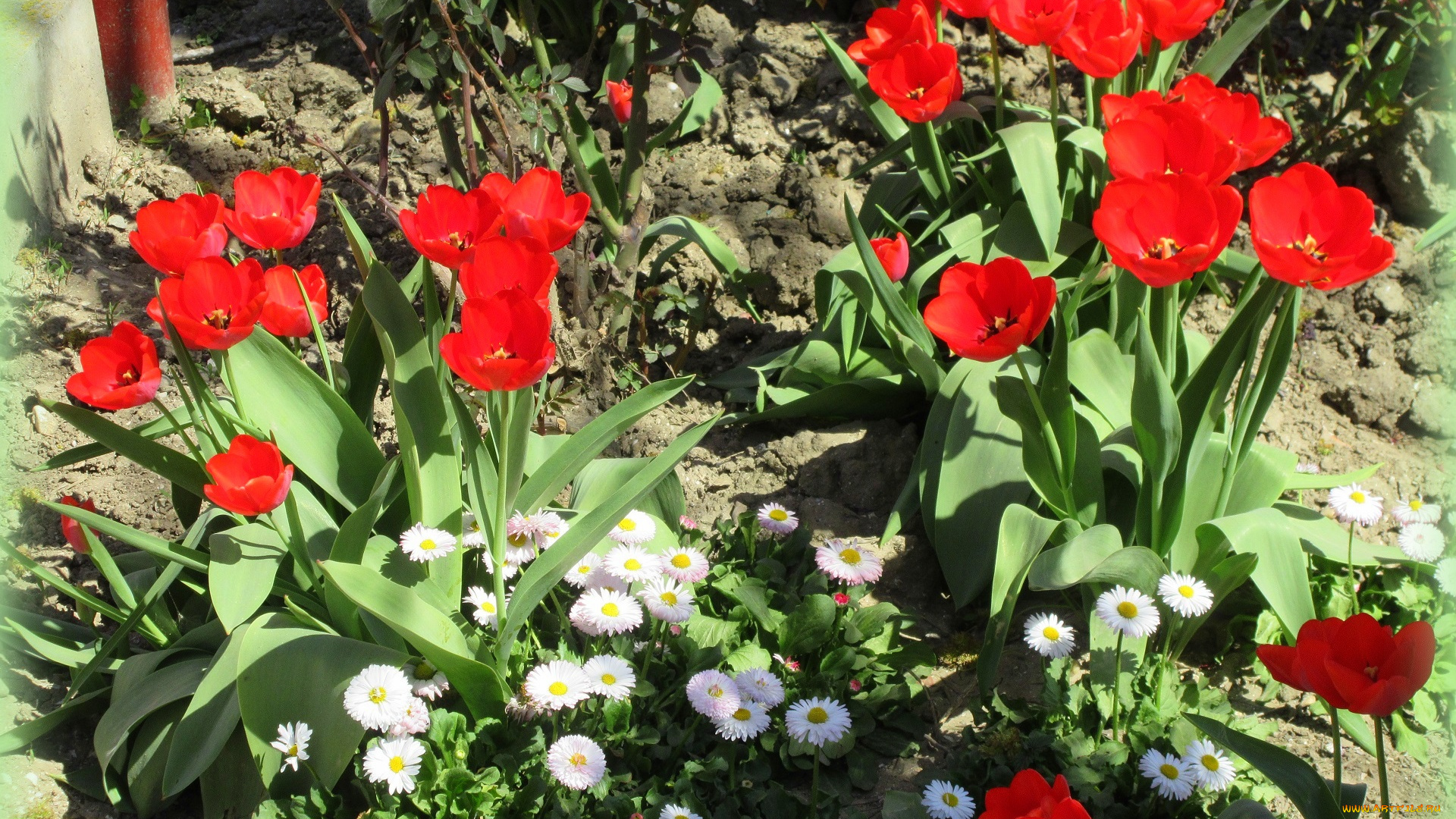 цветы, разные, вместе, весна, 2018, апрель