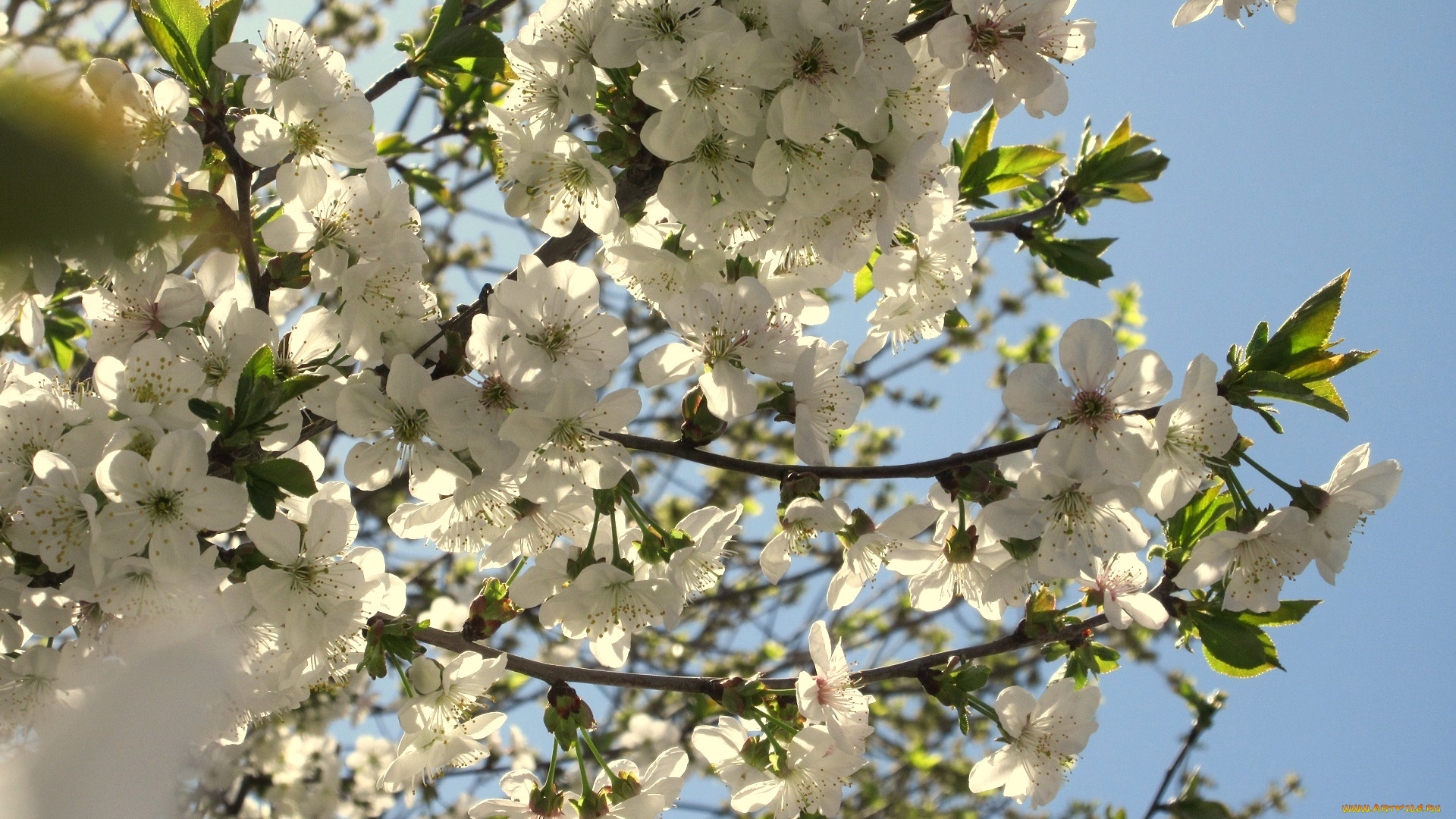 цветы, сакура, , вишня, весна, 2018, апрель