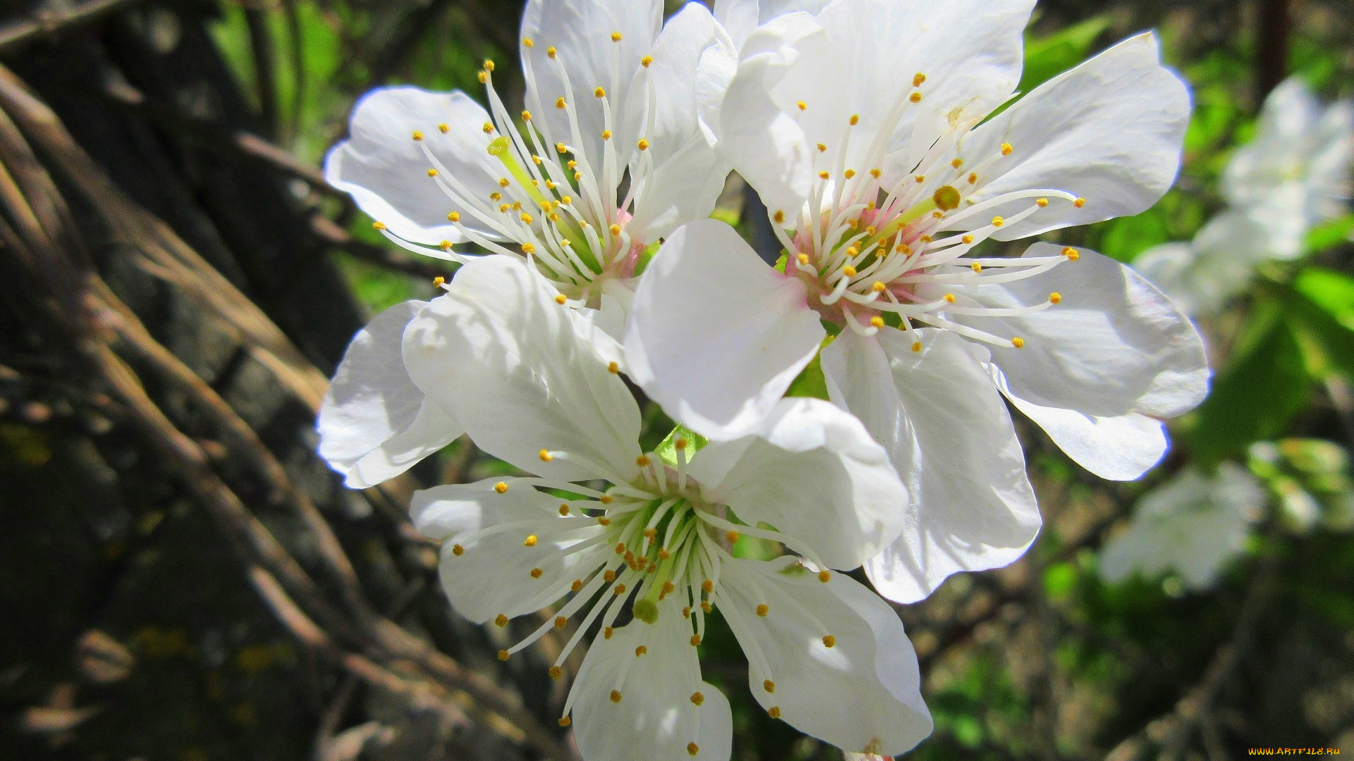 цветы, сакура, , вишня, весна, 2018, апрель