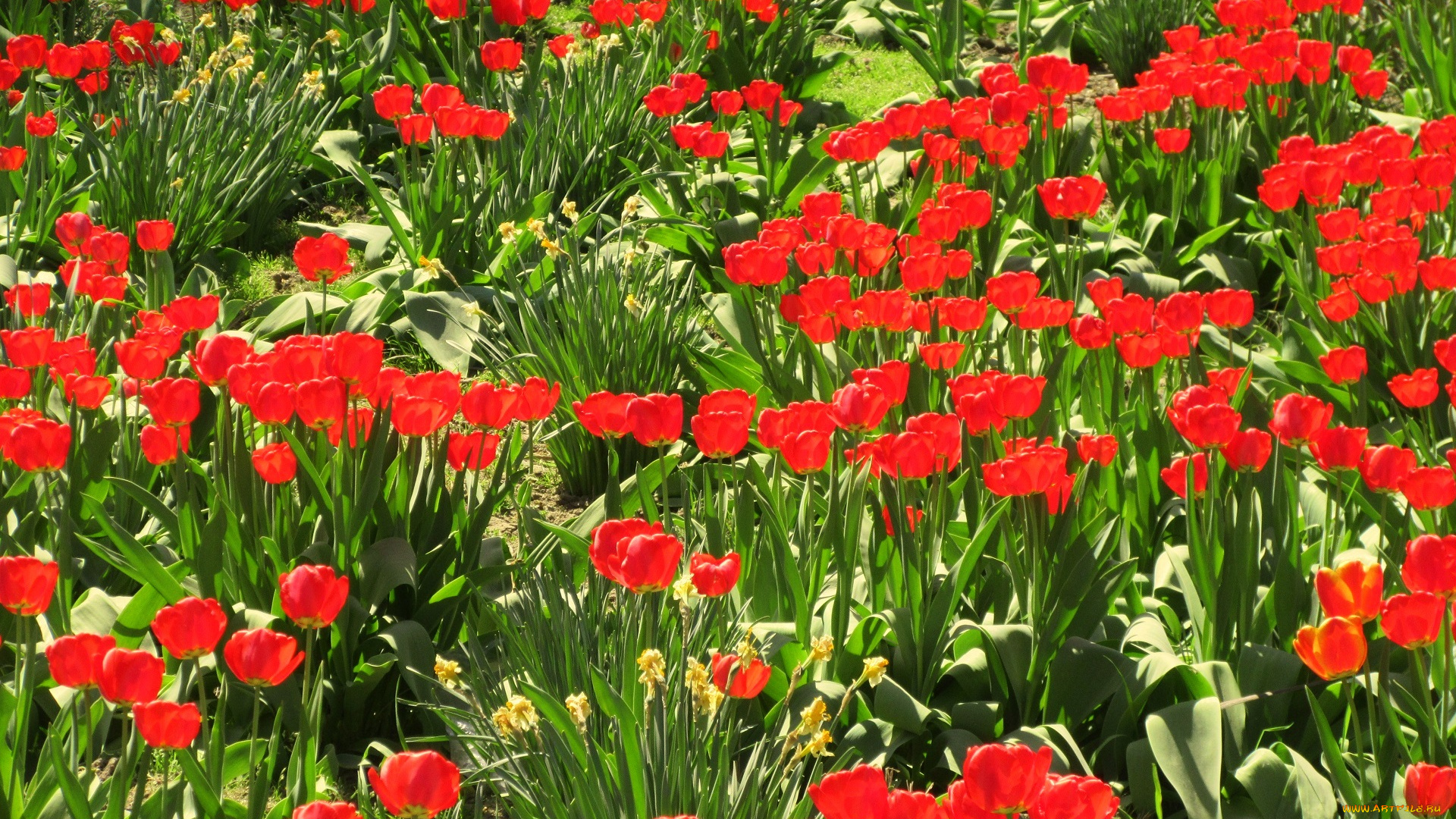 цветы, тюльпаны, весна, 2018, апрель