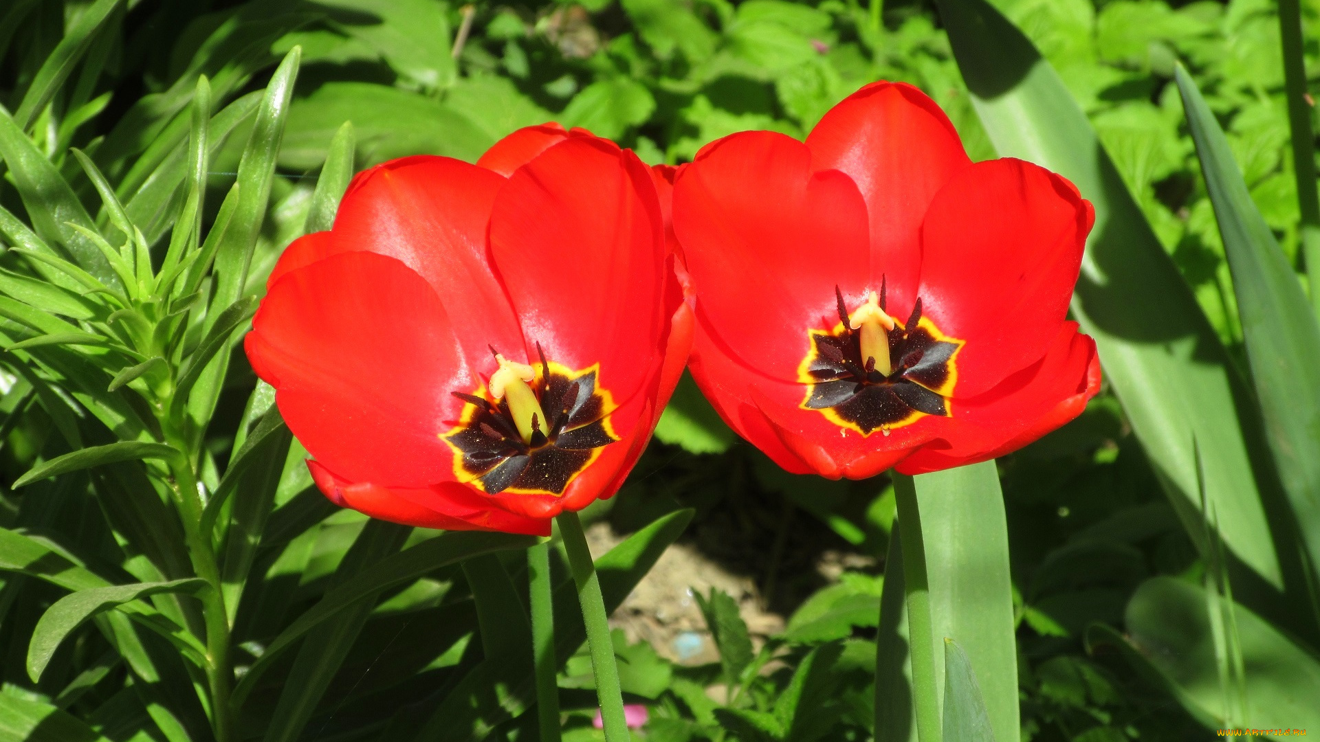 цветы, тюльпаны, весна, 2018, апрель