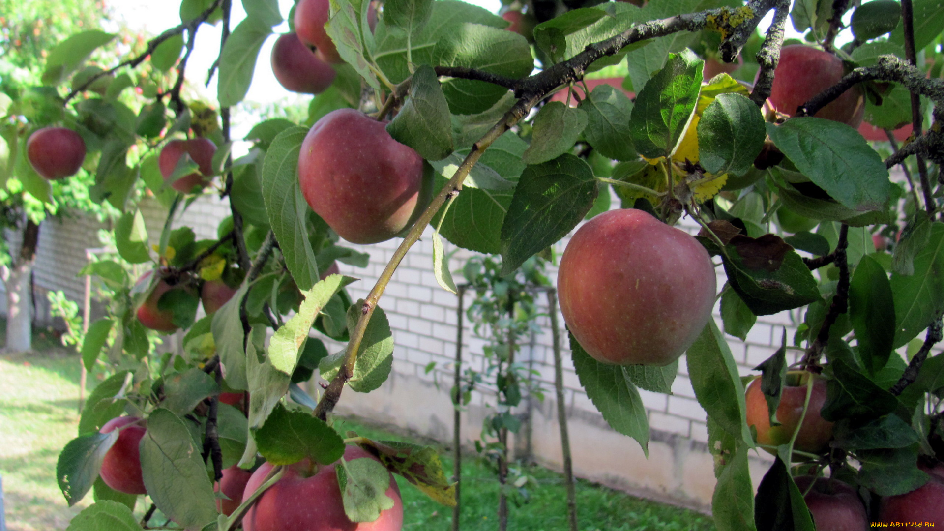 природа, плоды, яблоки