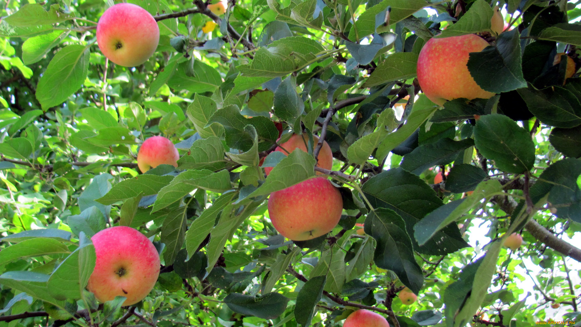 природа, плоды, яблоки