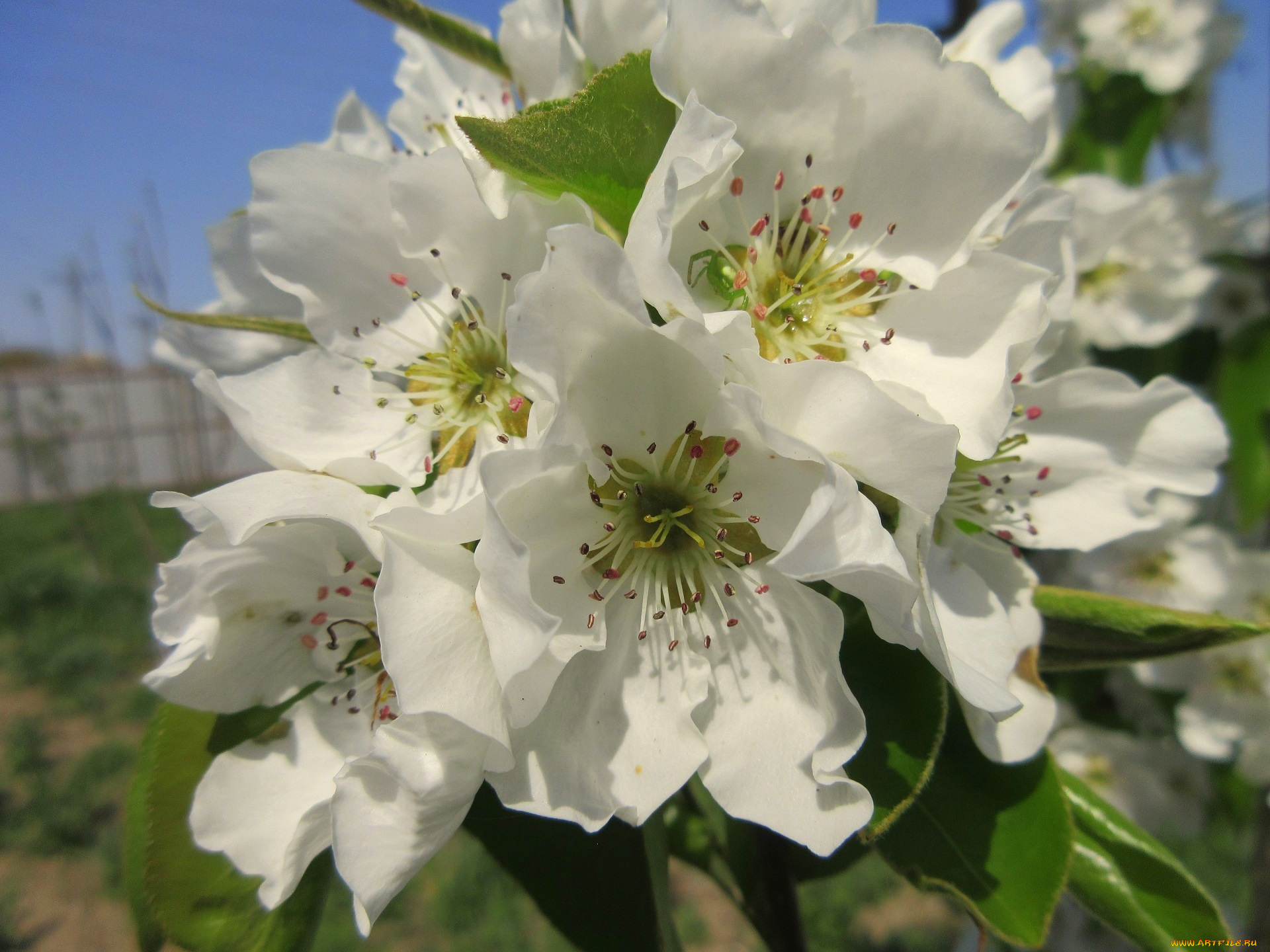 цветы, цветущие, деревья, , , кустарники, весна, 2018, апрель