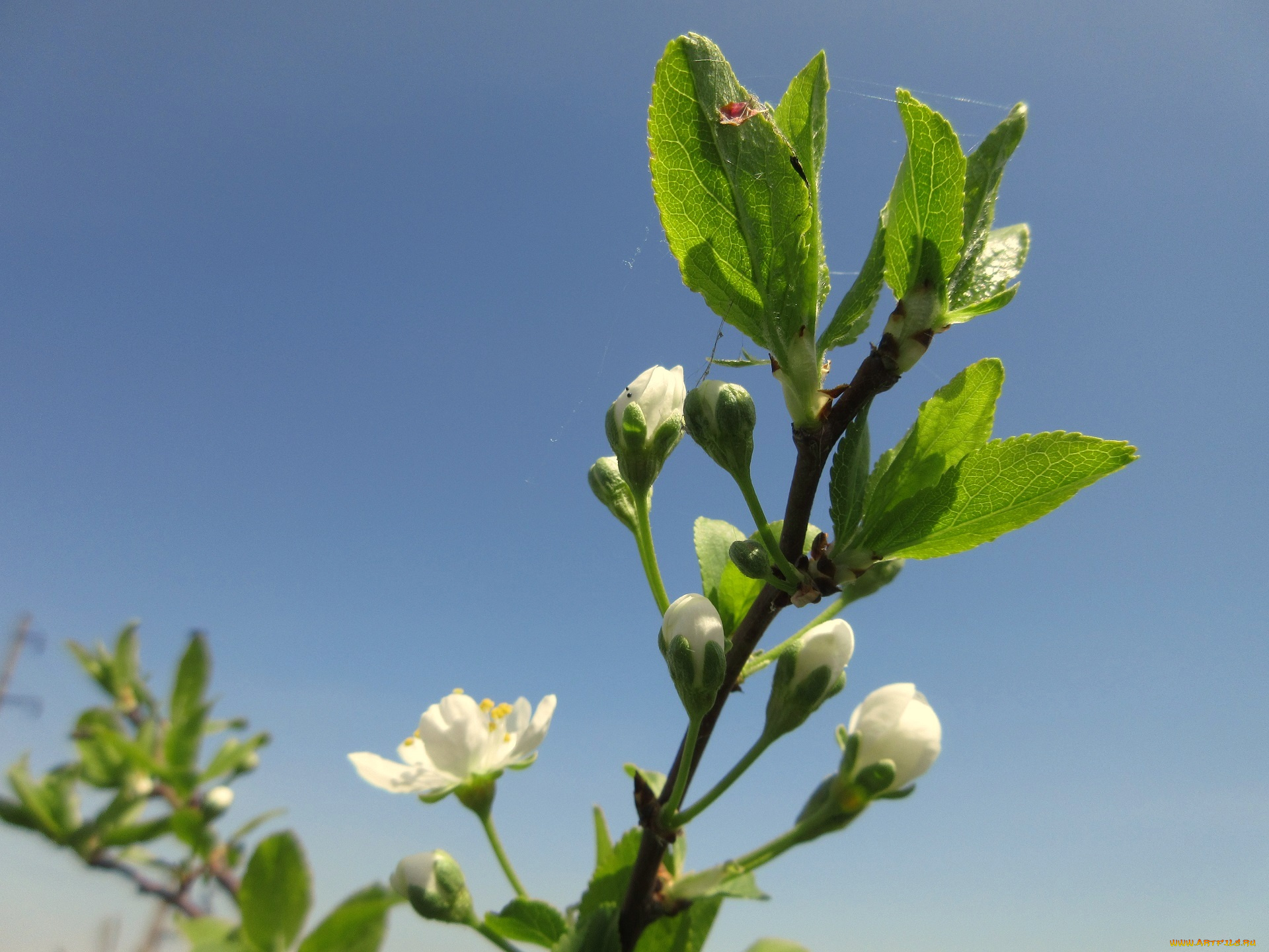 цветы, цветущие, деревья, , , кустарники, весна, 2018, апрель