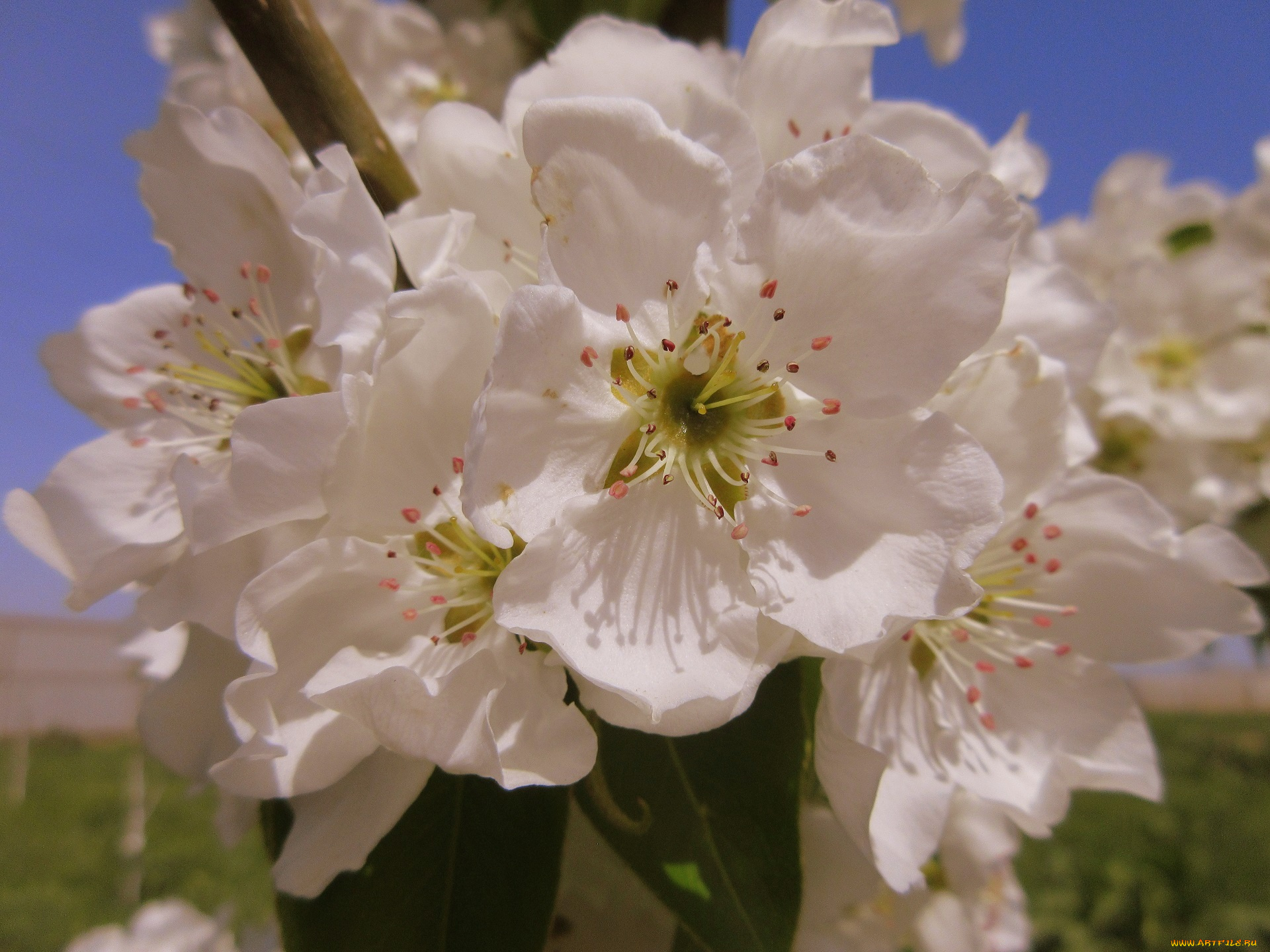 цветы, цветущие, деревья, , , кустарники, весна, 2018, апрель