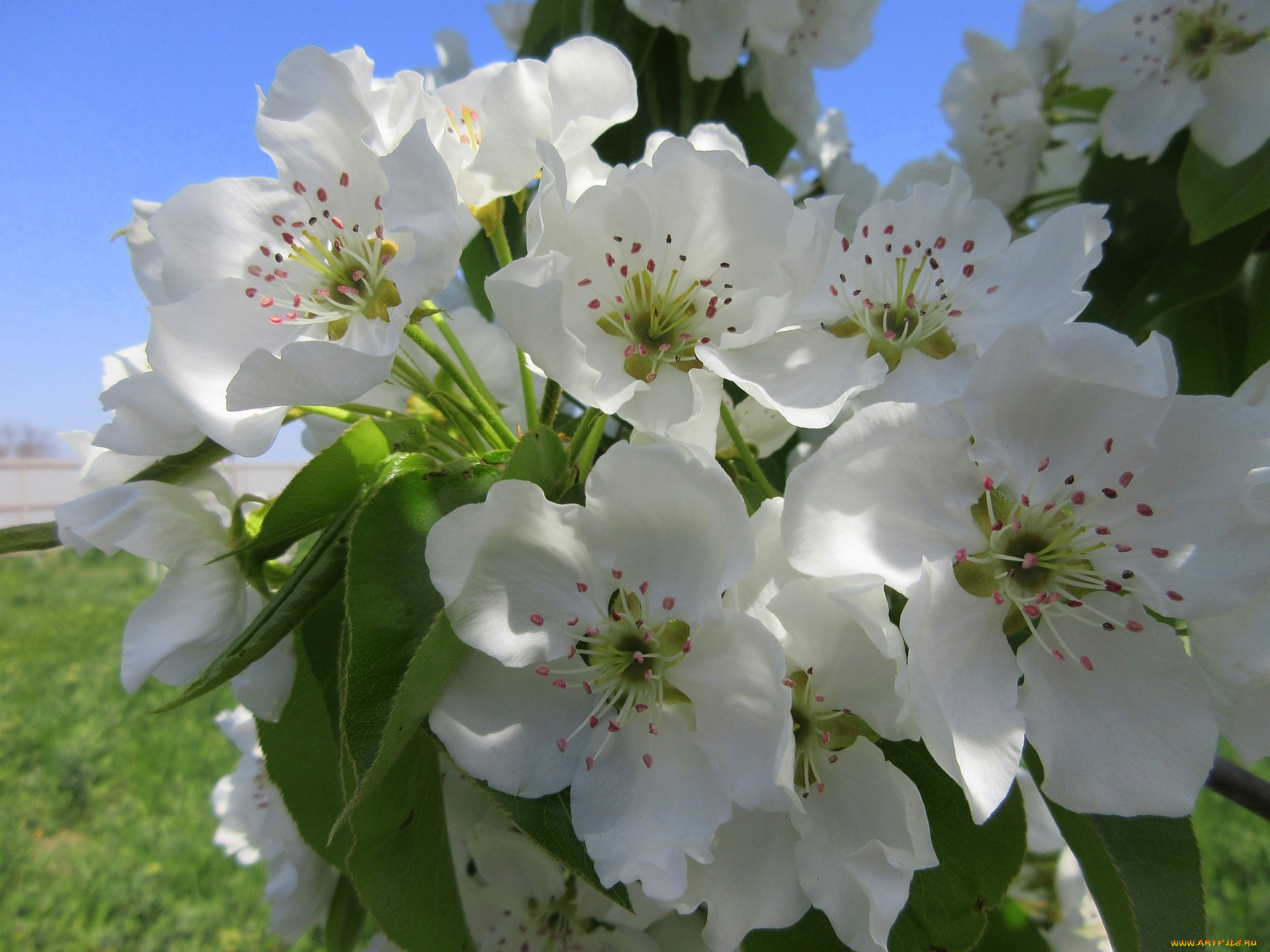 цветы, цветущие, деревья, , , кустарники, весна, 2018, апрель