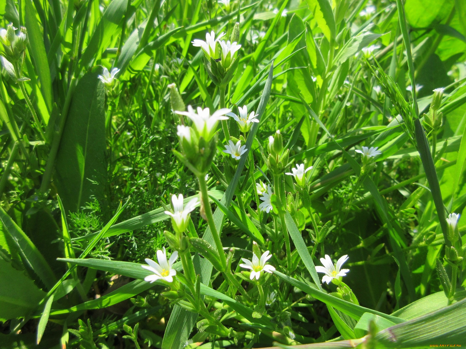 цветы, луговые, , полевые, , цветы, весна, 2018, апрель