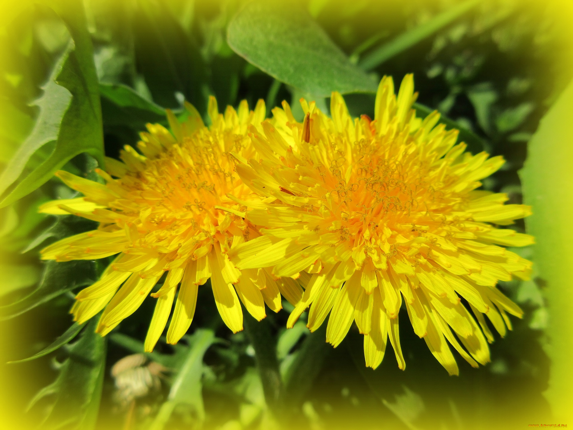 цветы, одуванчики, весна, 2018, апрель