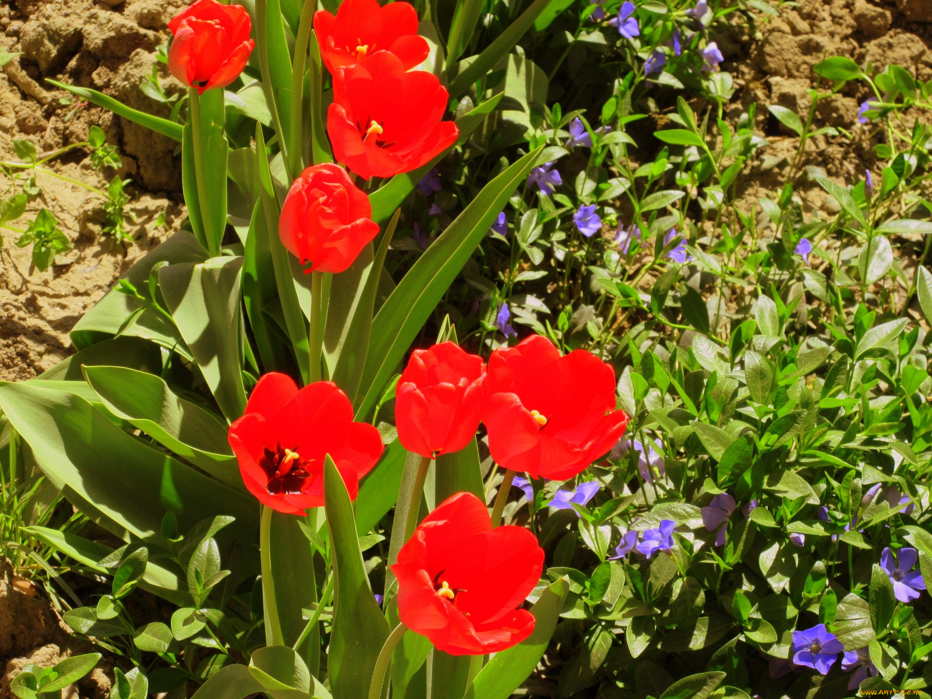 цветы, разные, вместе, весна, 2018, апрель