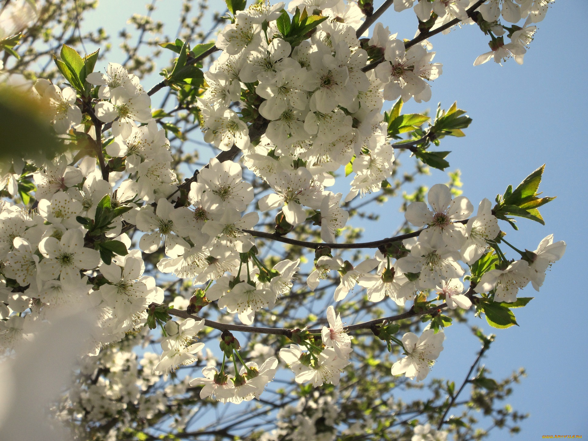 цветы, сакура, , вишня, весна, 2018, апрель