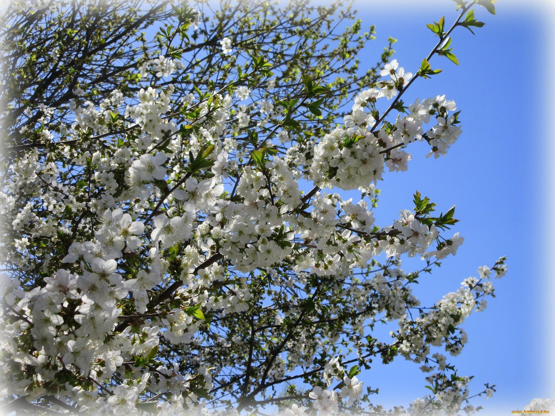 цветы, сакура, , вишня, весна, 2018, апрель