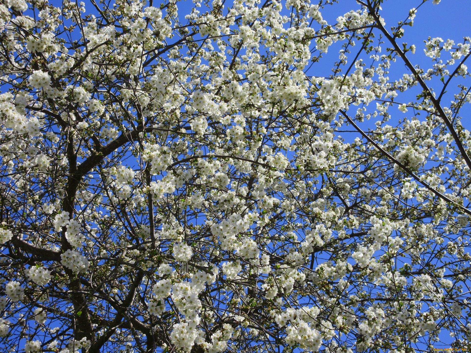 цветы, сакура, , вишня, весна, 2018, апрель