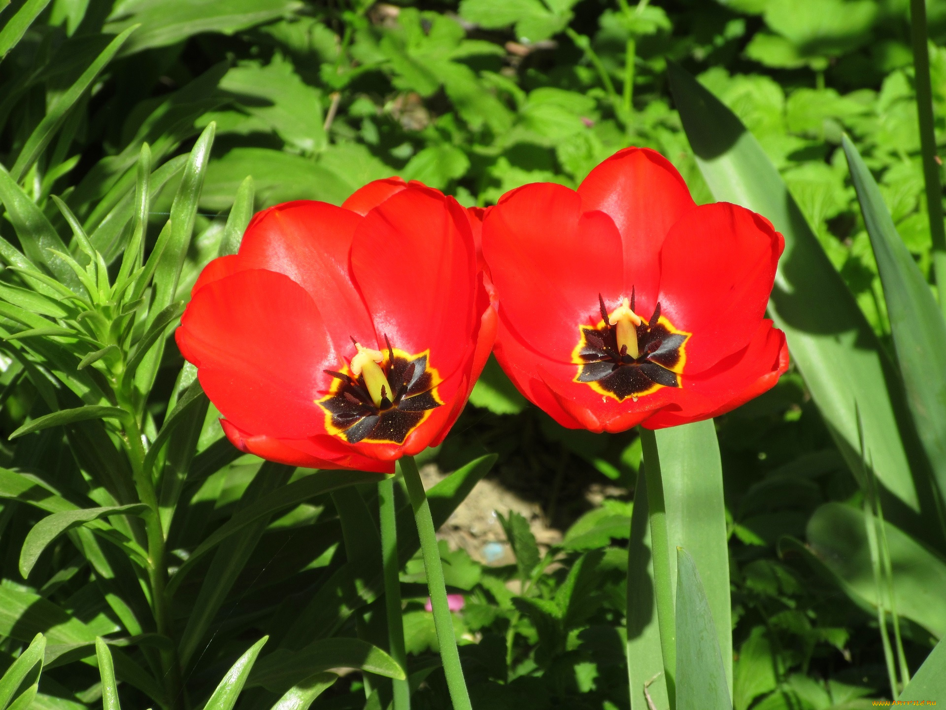 цветы, тюльпаны, весна, 2018, апрель