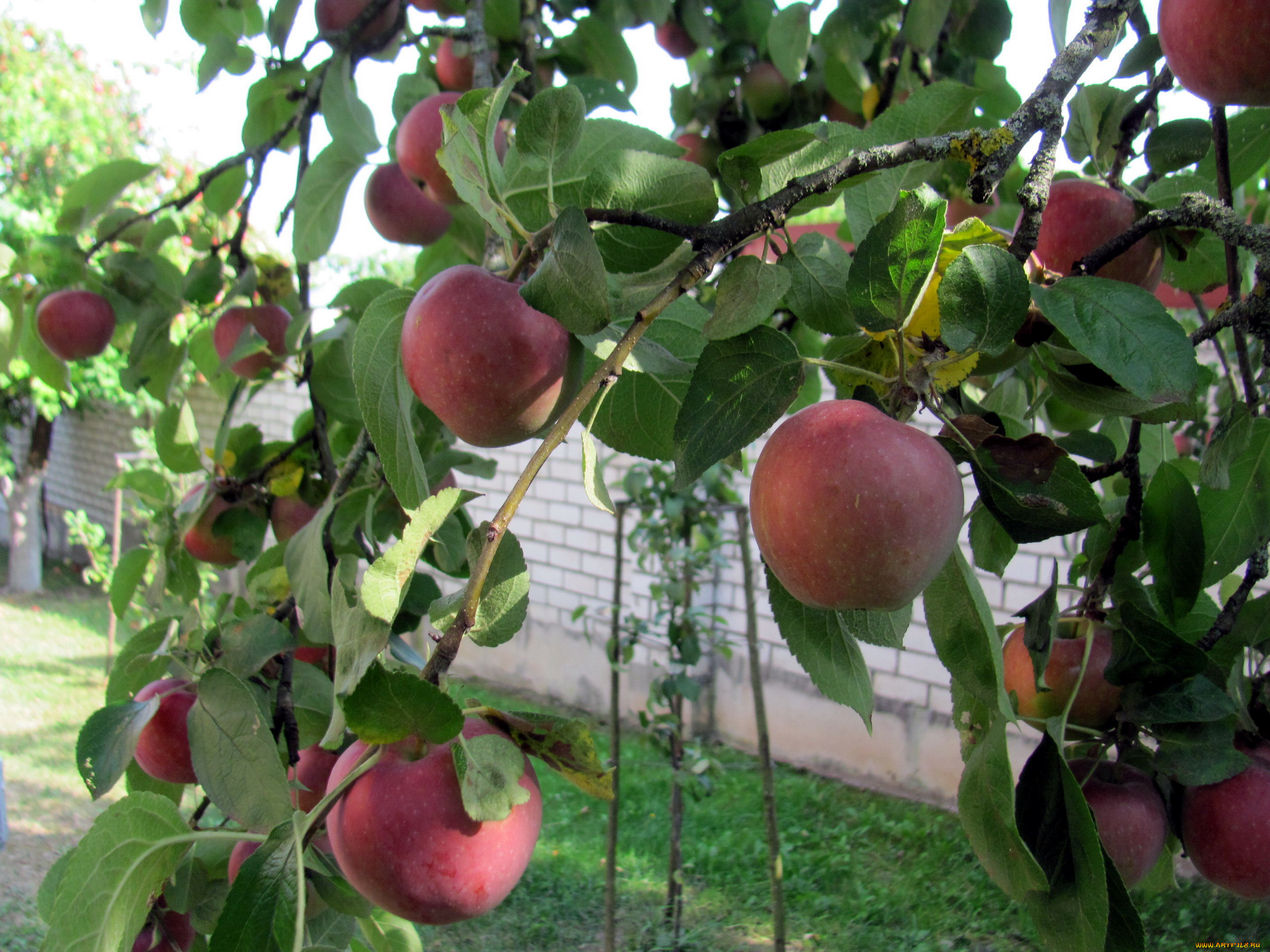 природа, плоды, яблоки