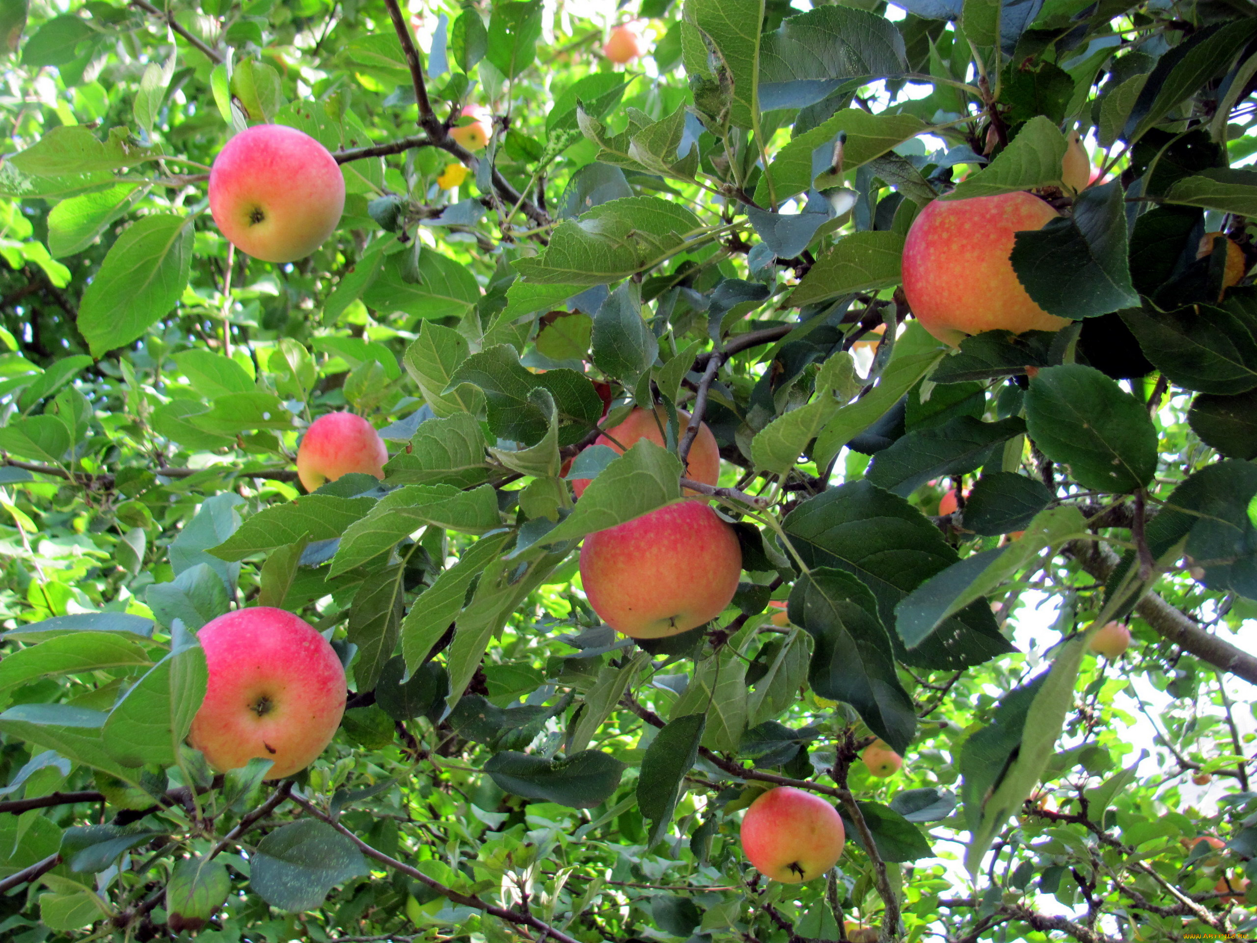 природа, плоды, яблоки