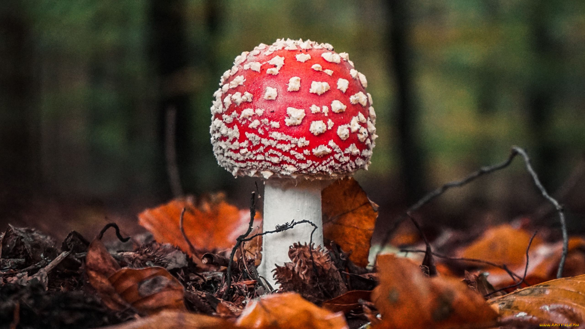 природа, грибы, , мухомор, мухомор