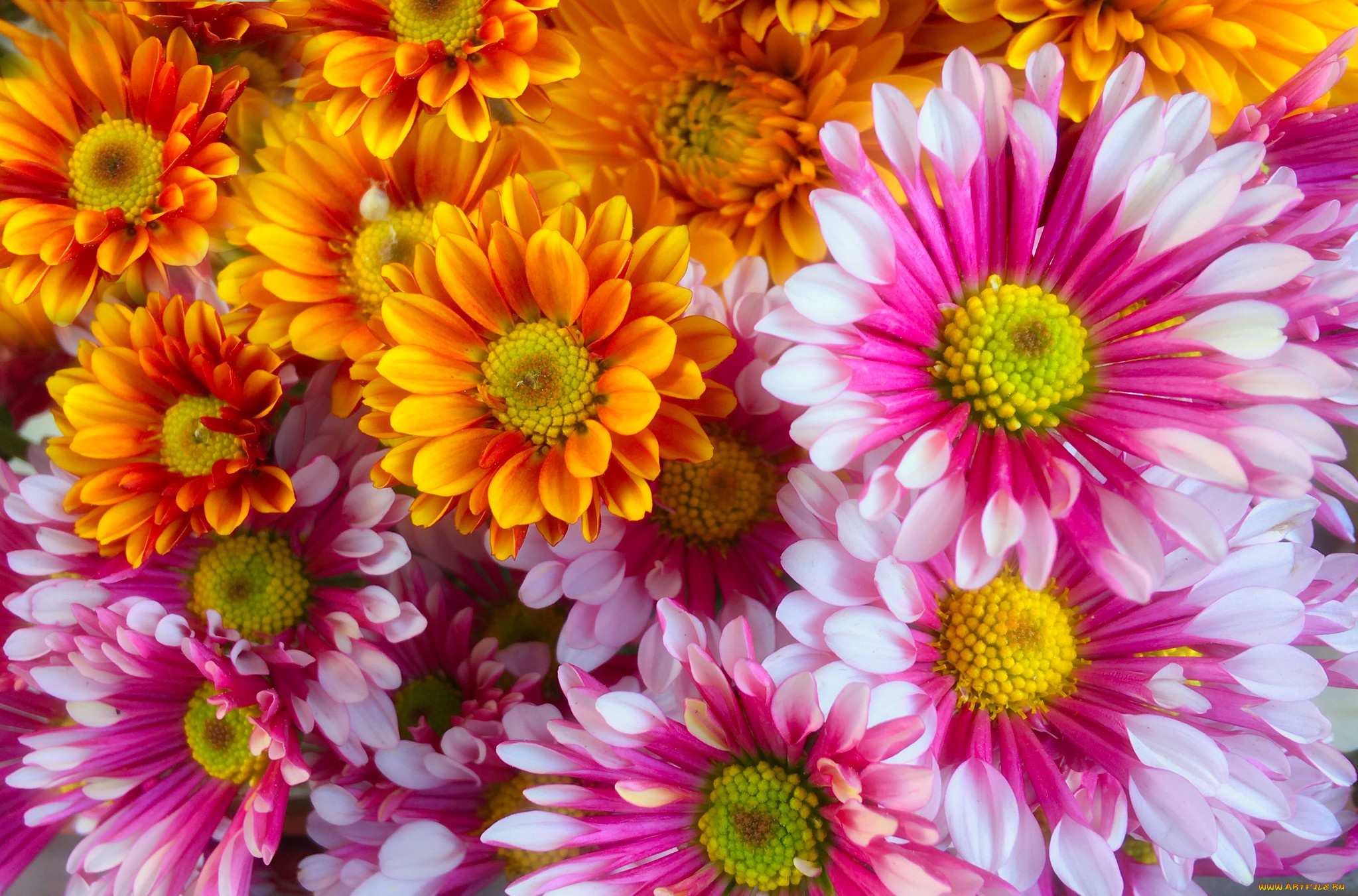 цветы, хризантемы