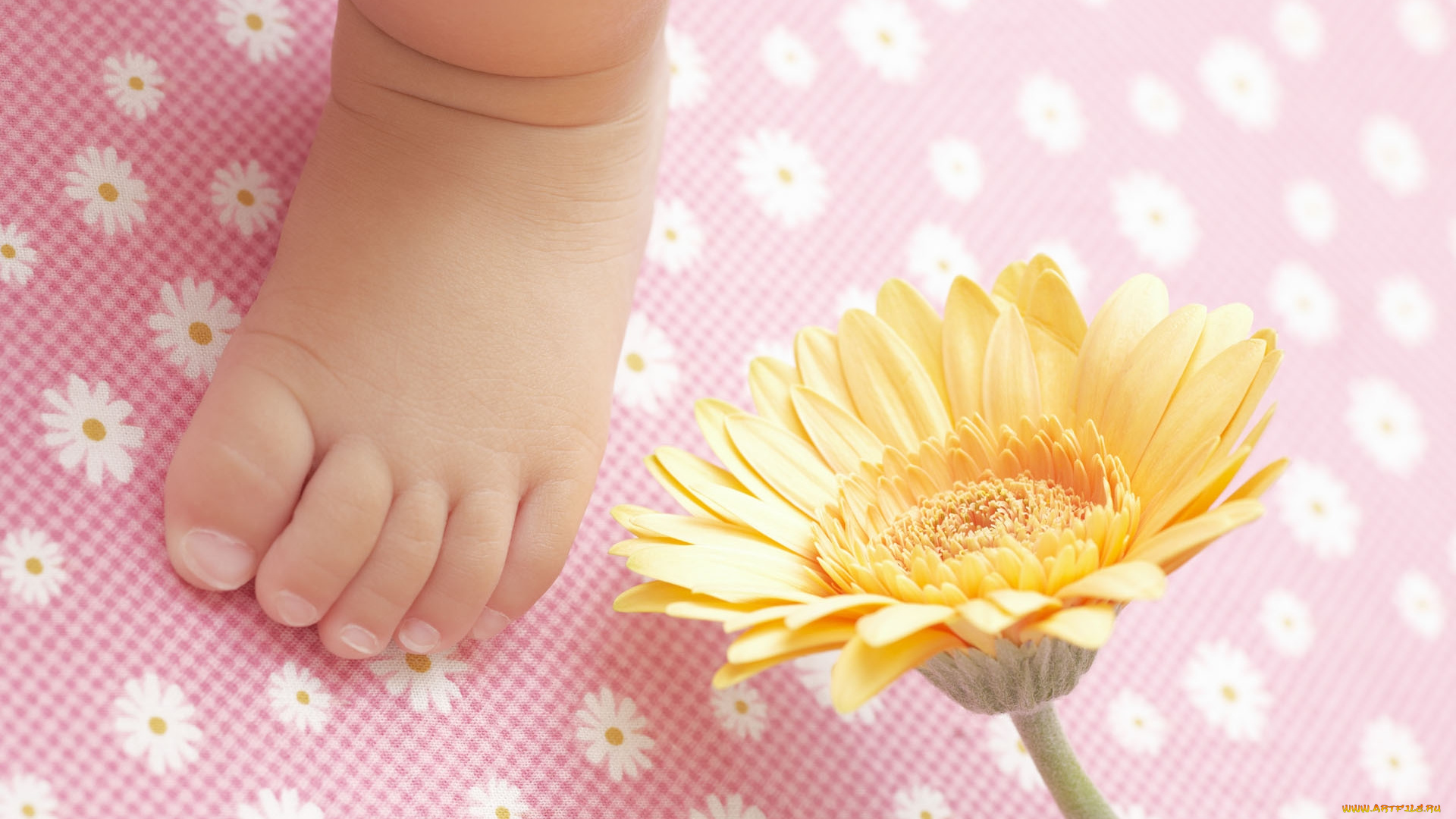 разное, руки, , ноги, нога, цветок, гербера