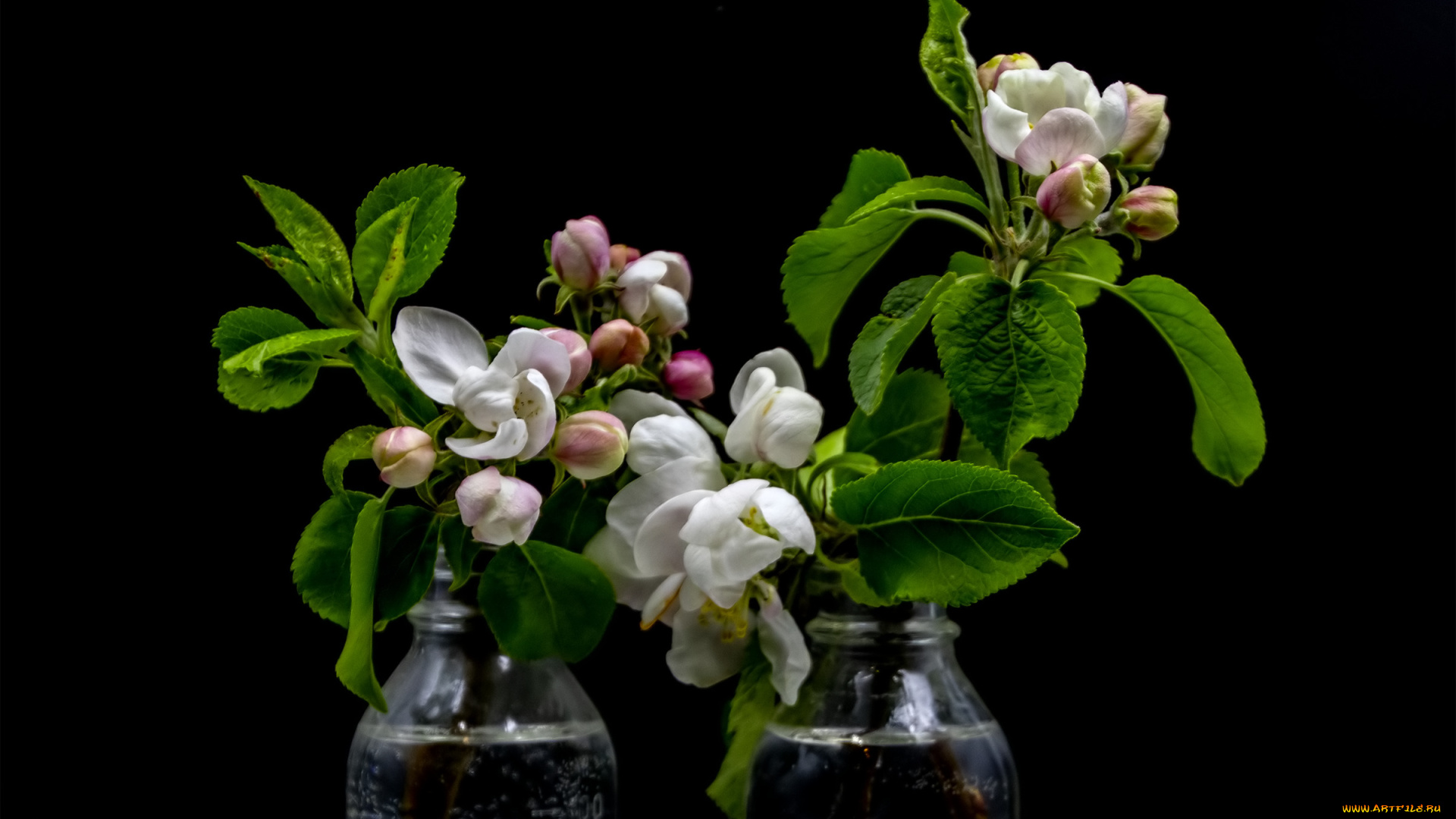 цветы, цветущие, деревья, , , кустарники, яблоня