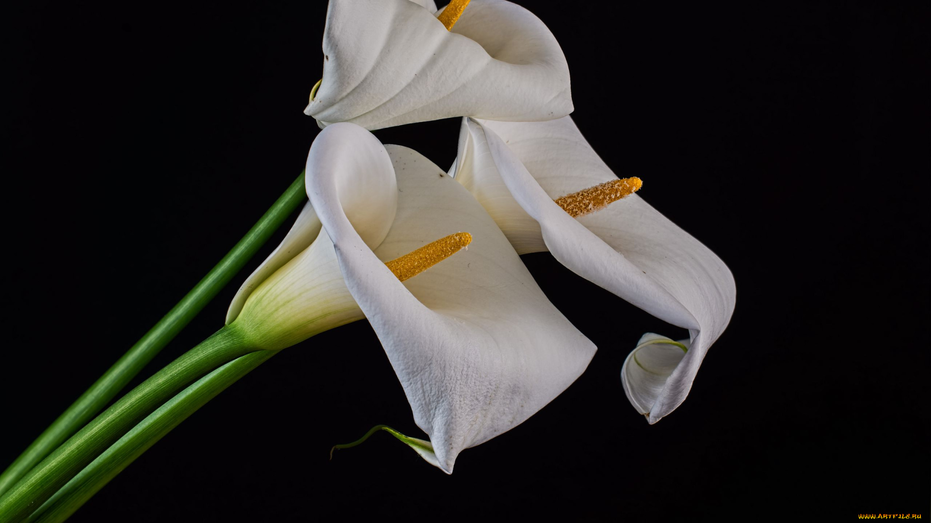 цветы, каллы, белые, трио