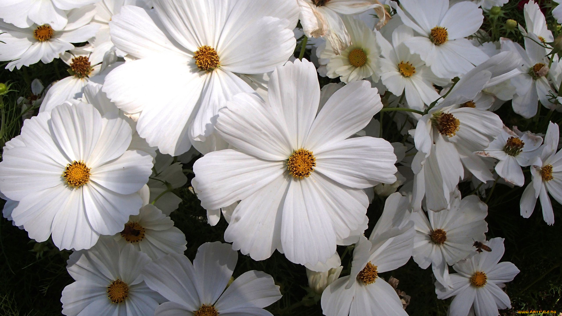 цветы, космея, белая, много