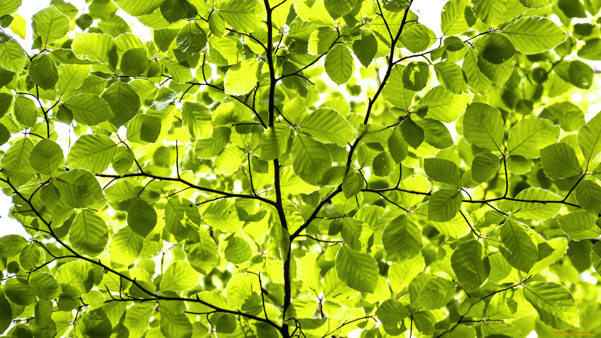 природа, листья, весна