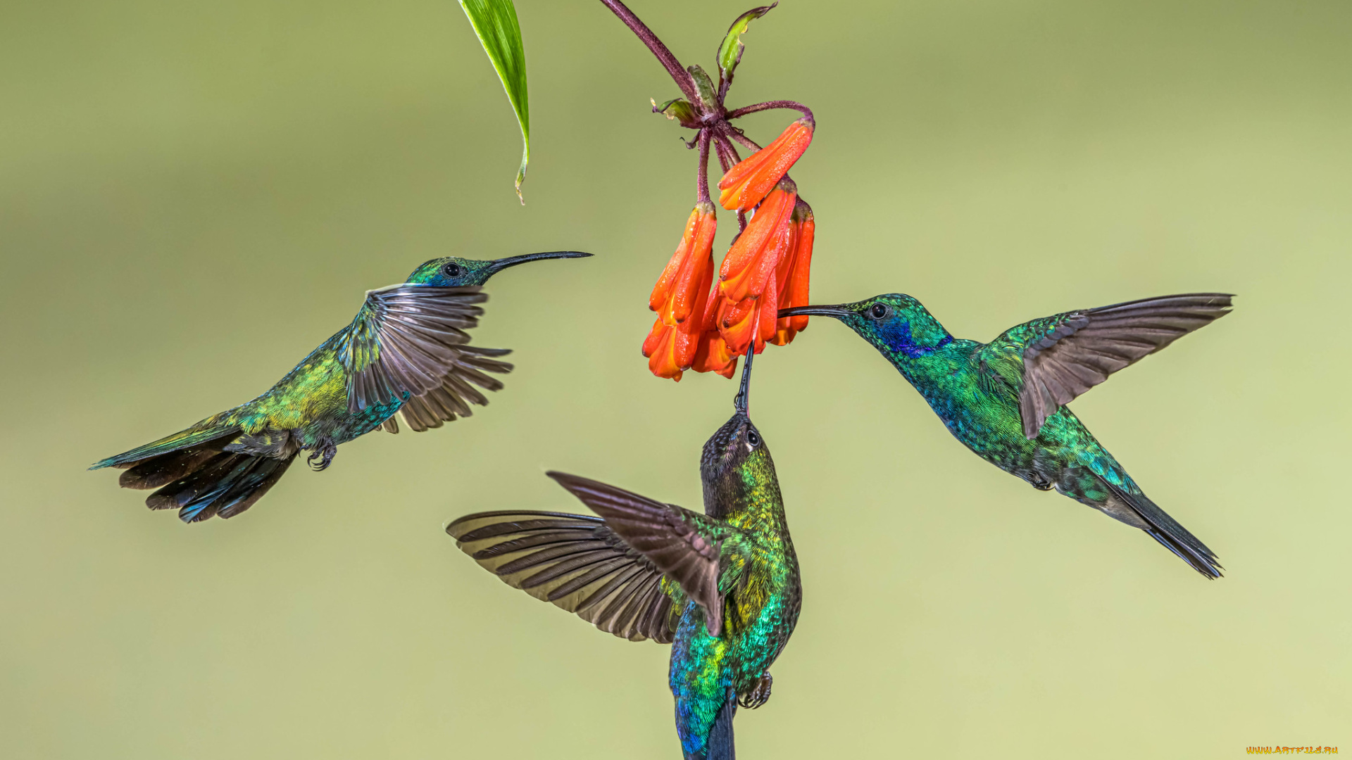 животные, колибри, птицы