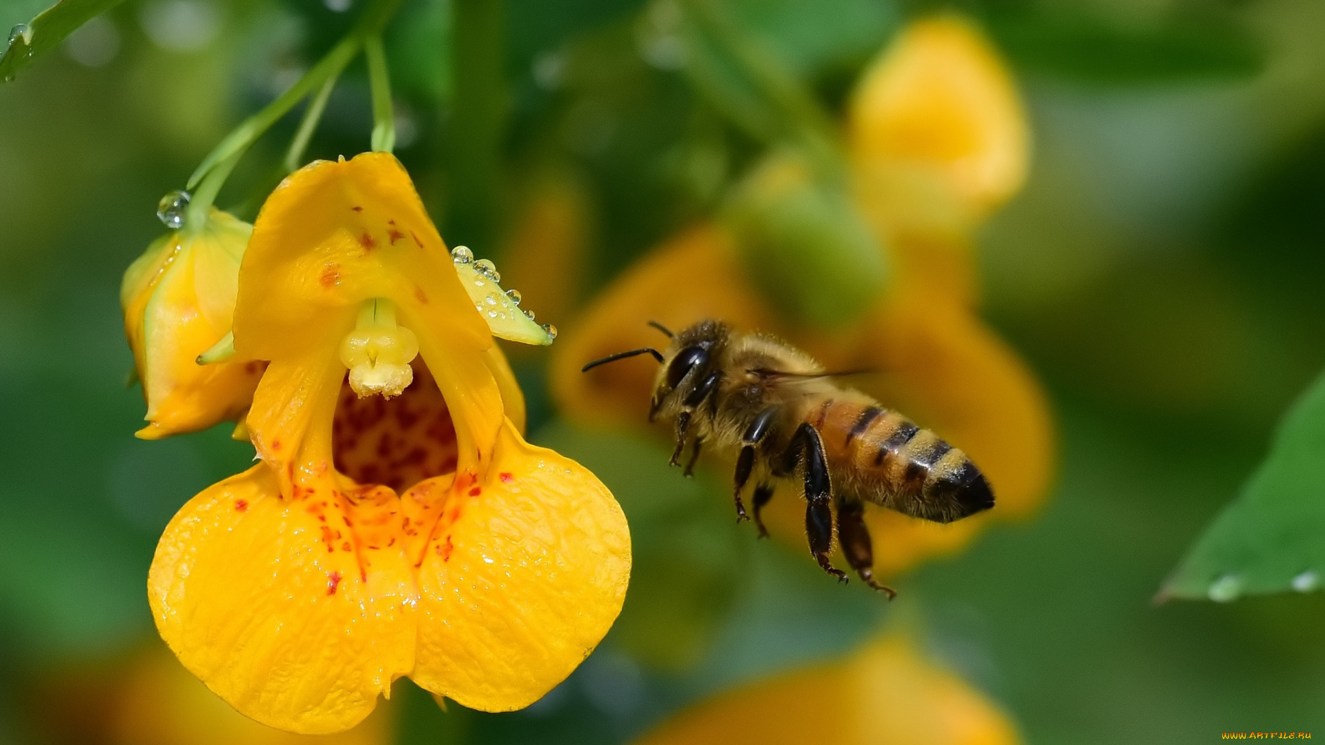 животные, пчелы, , осы, , шмели, пчела