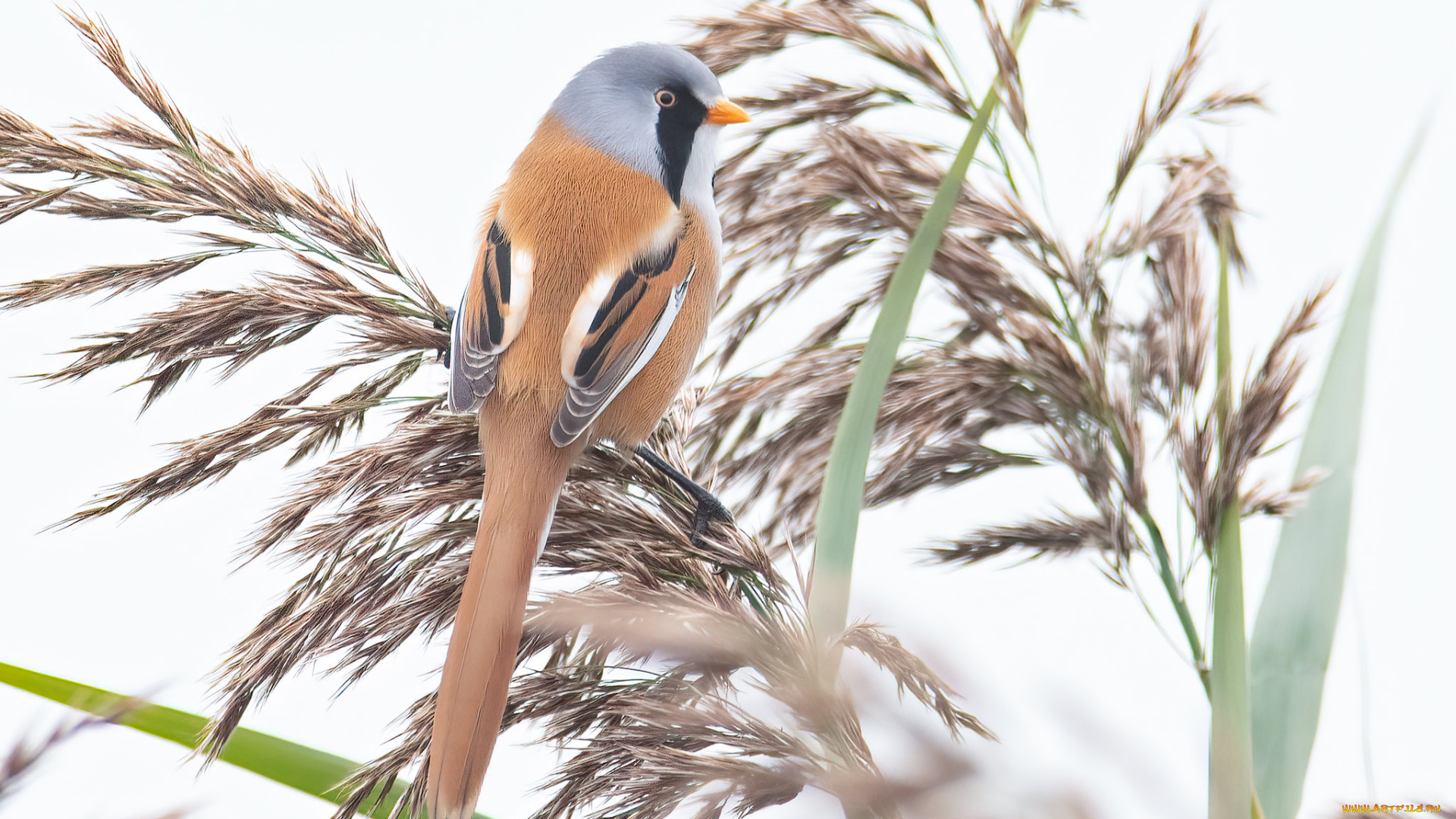 животные, синицы, , лазоревки, птица