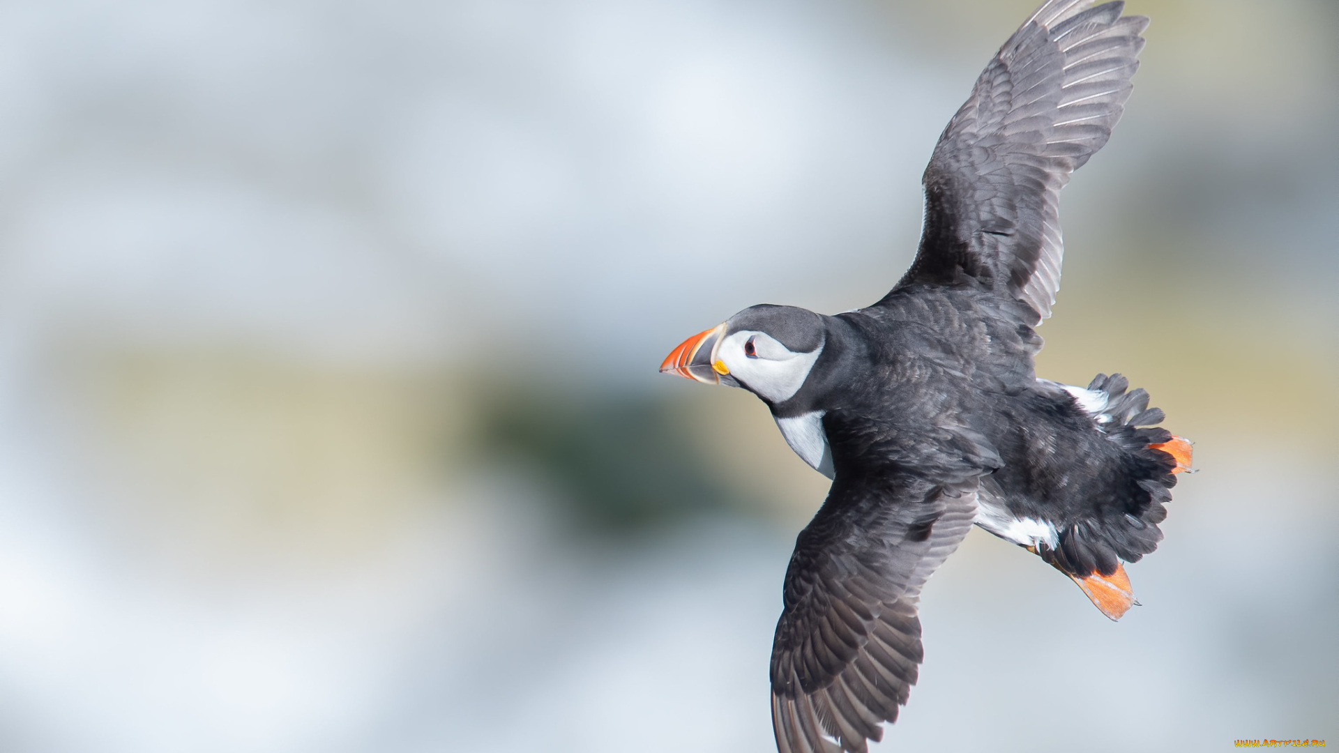 животные, тупики, птица