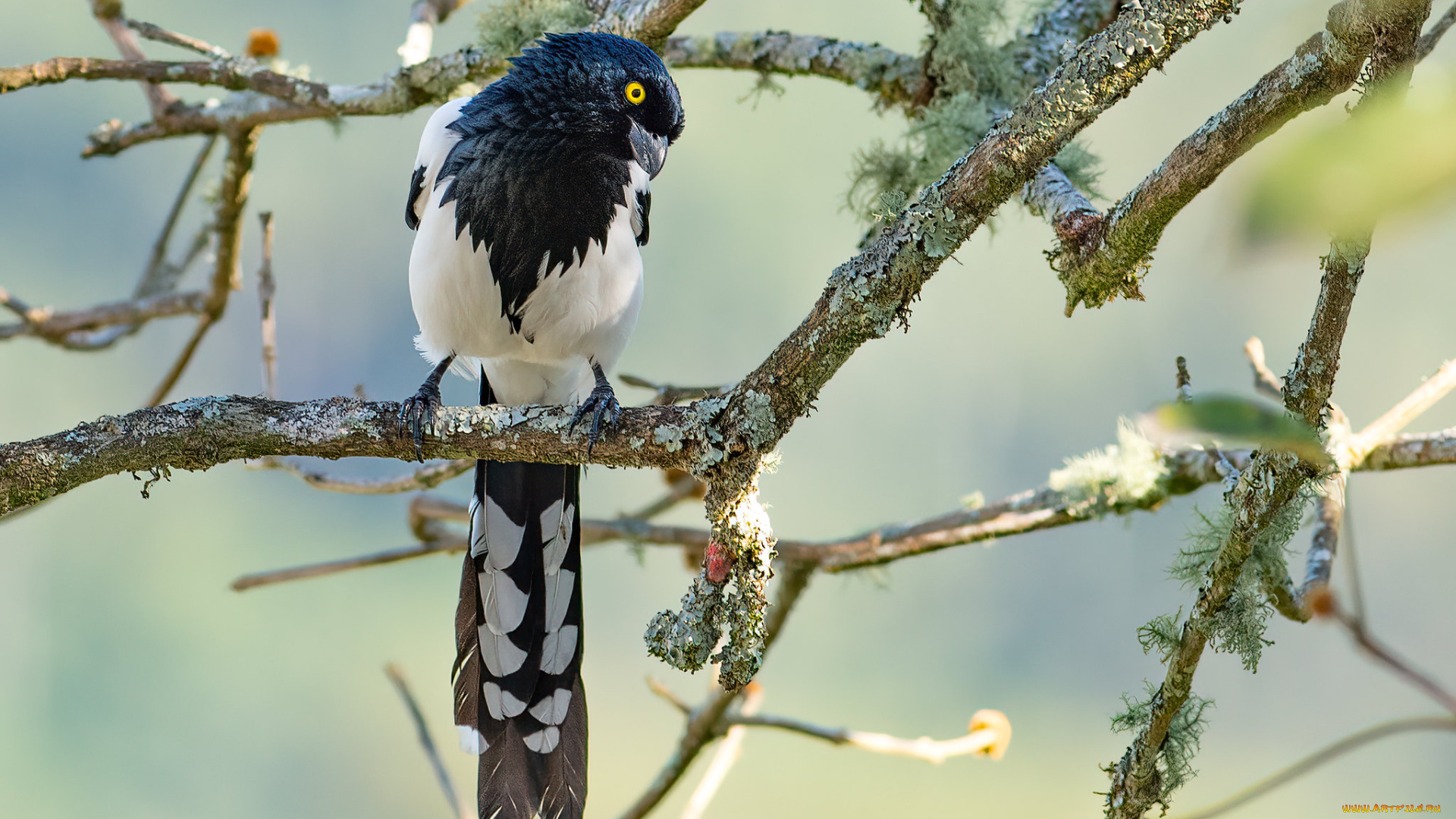 животные, вороны, , грачи, , галки, птица