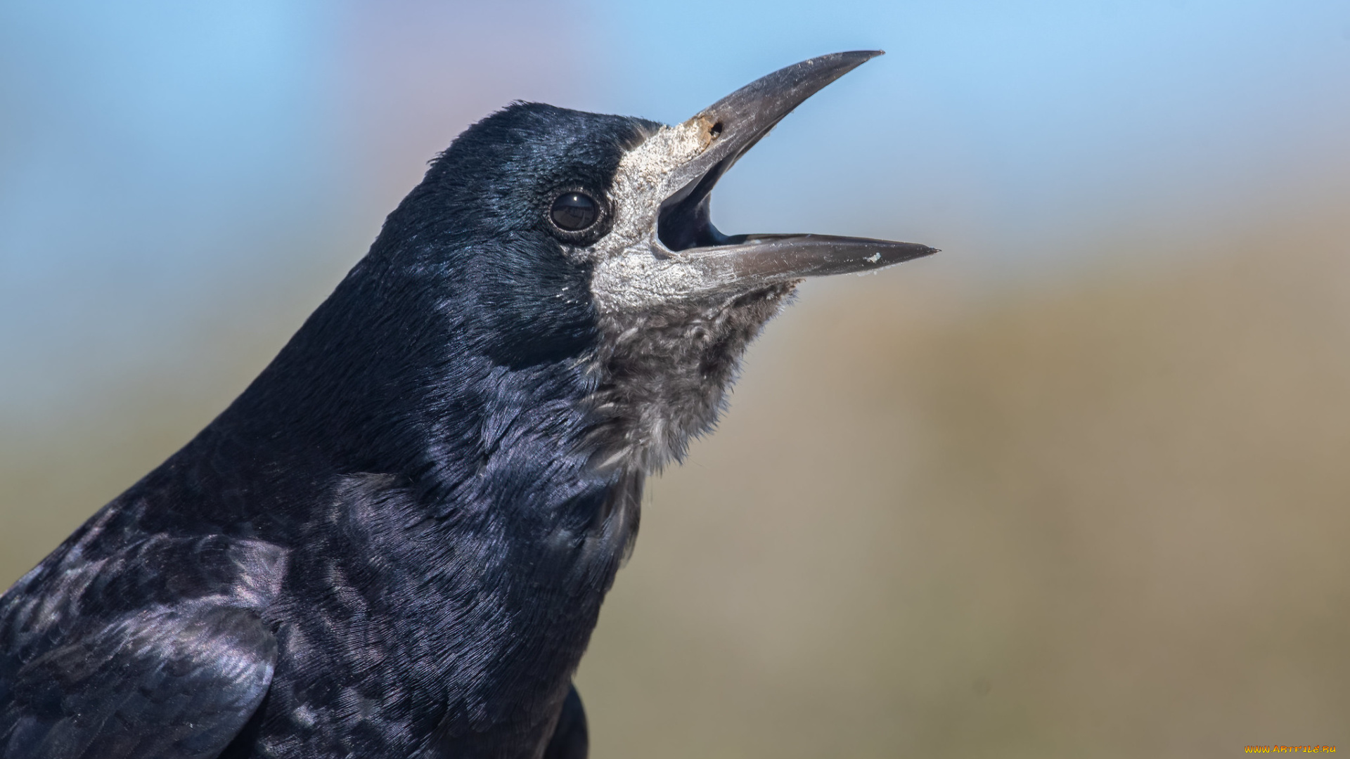 животные, вороны, , грачи, , галки, ворон