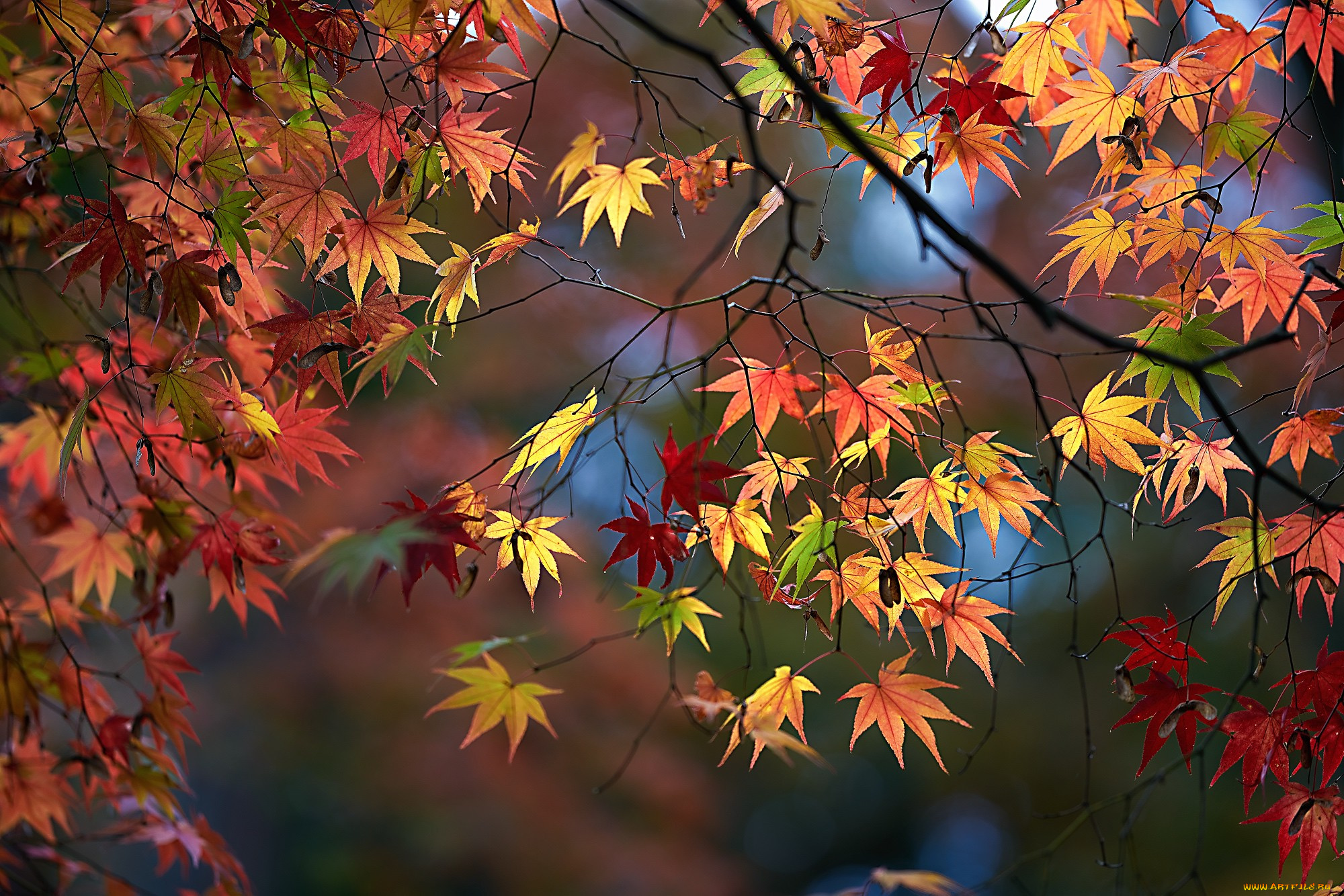 природа, листья