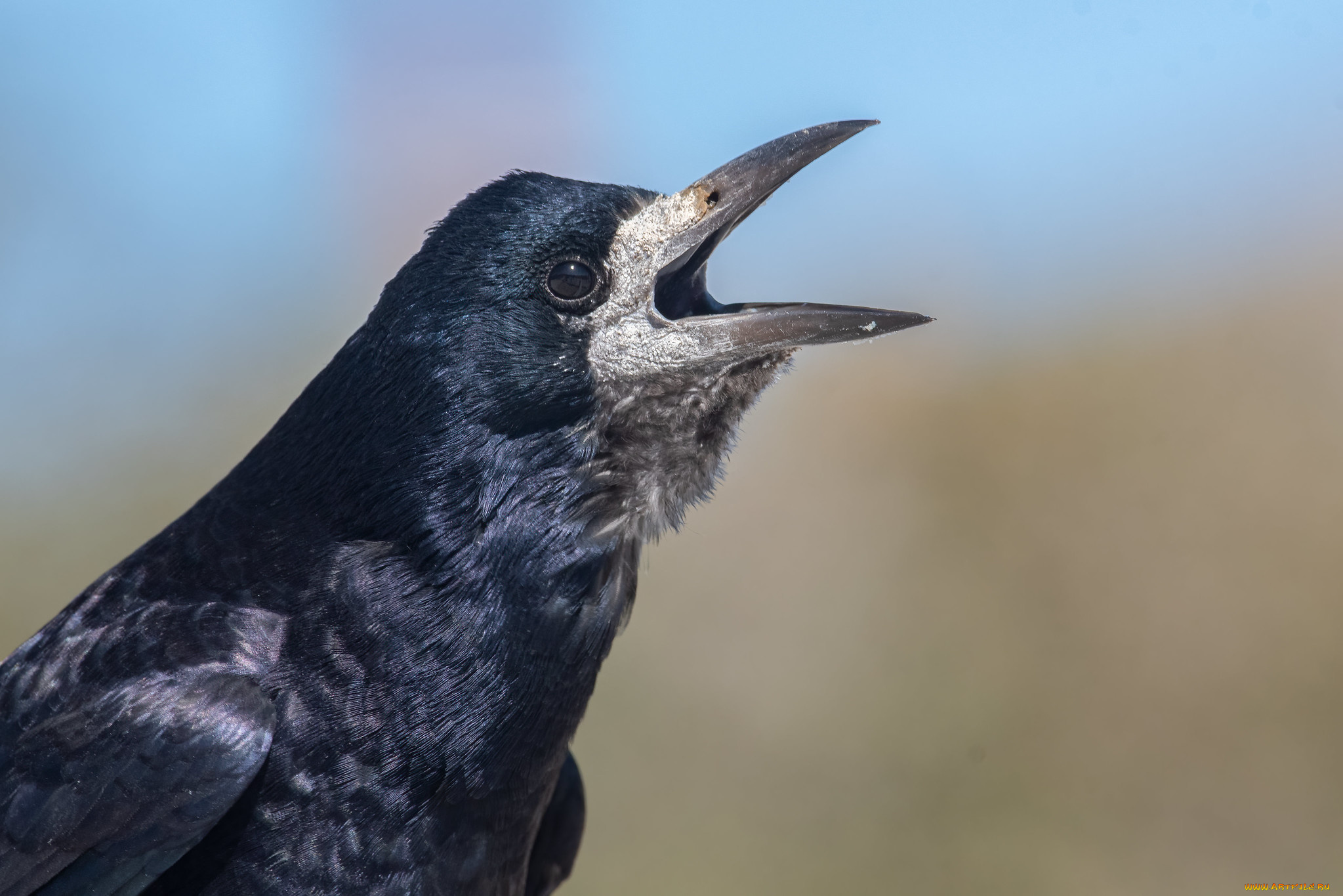 животные, вороны, , грачи, , галки, ворон