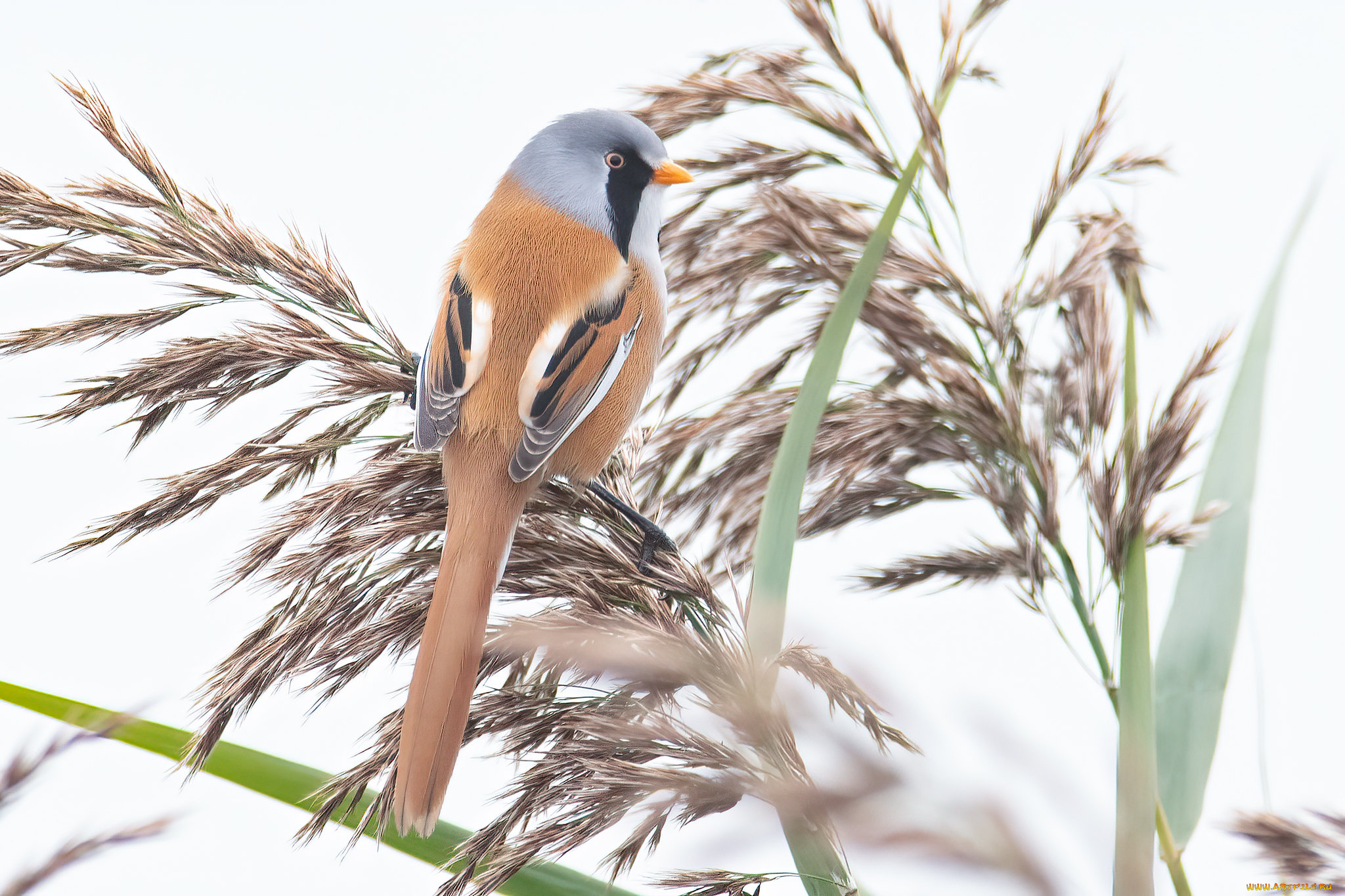 животные, синицы, , лазоревки, птица
