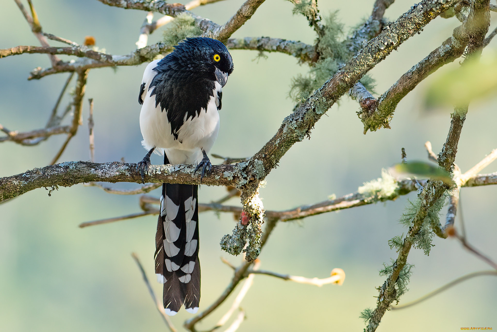 животные, вороны, , грачи, , галки, птица