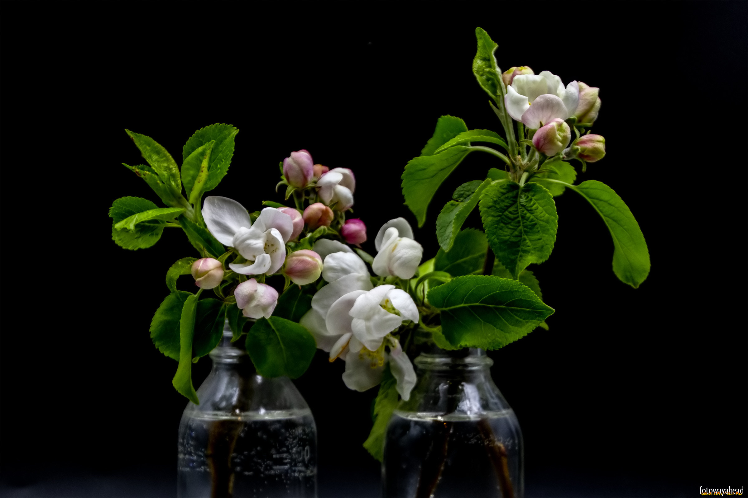 цветы, цветущие, деревья, , , кустарники, яблоня