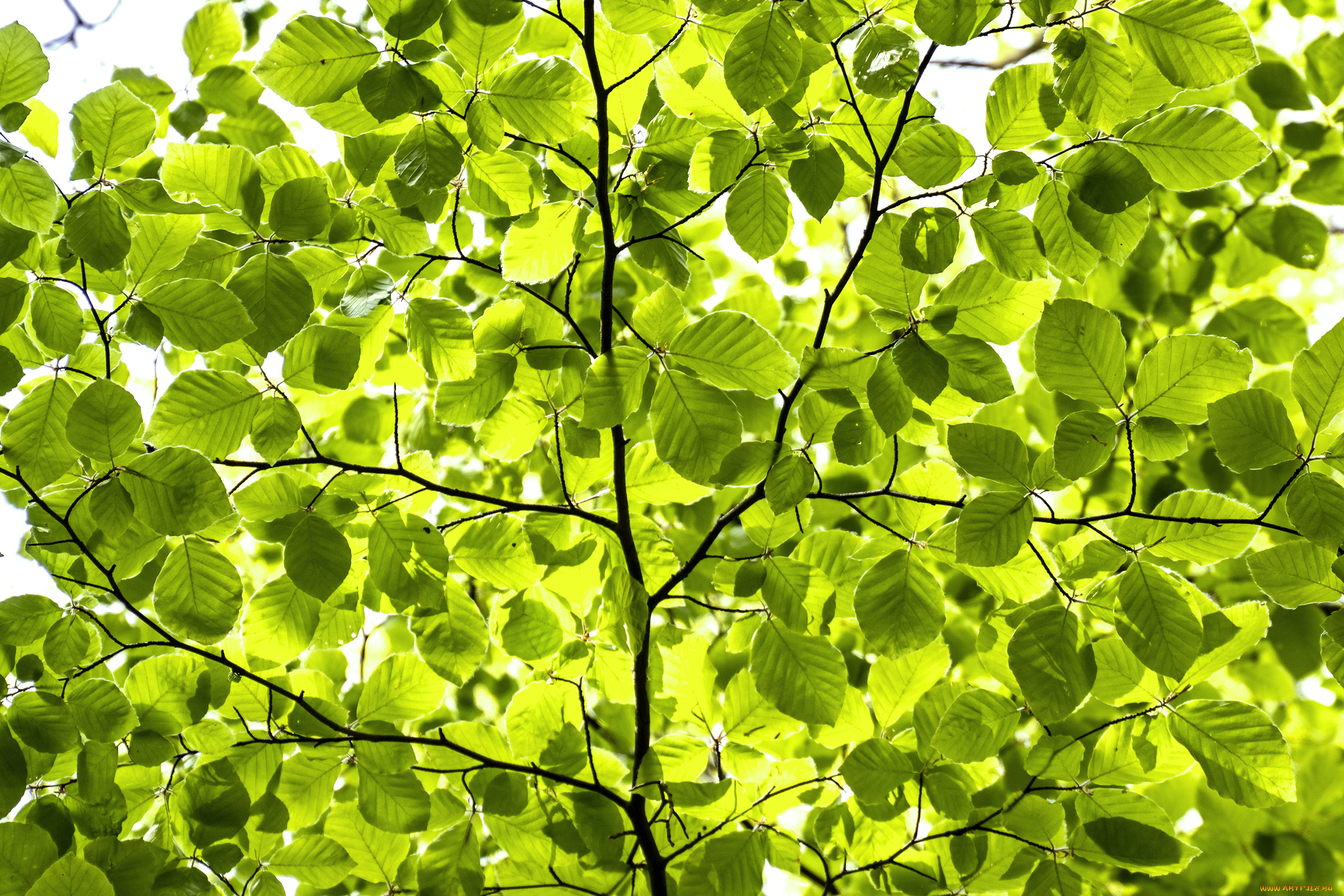 природа, листья, весна