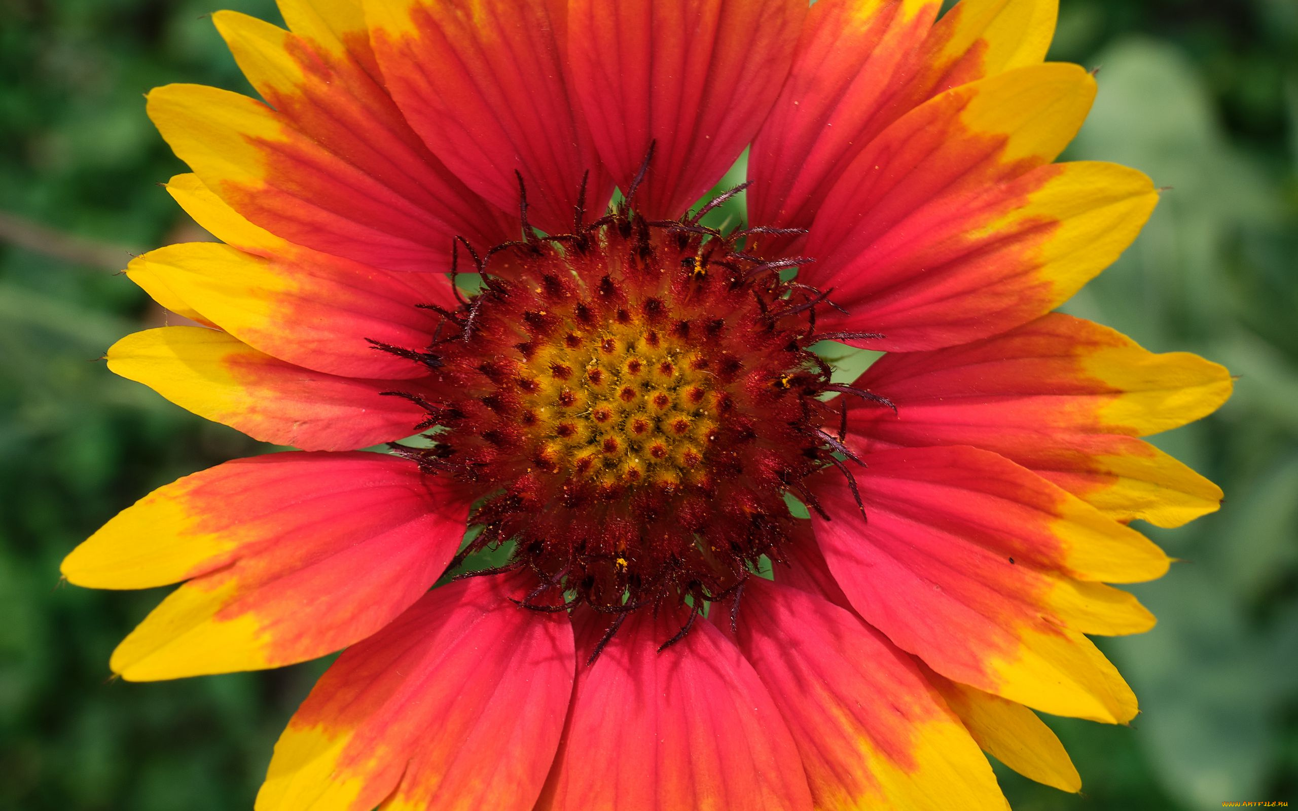 цветы, гайлардии, , гелениумы, макро