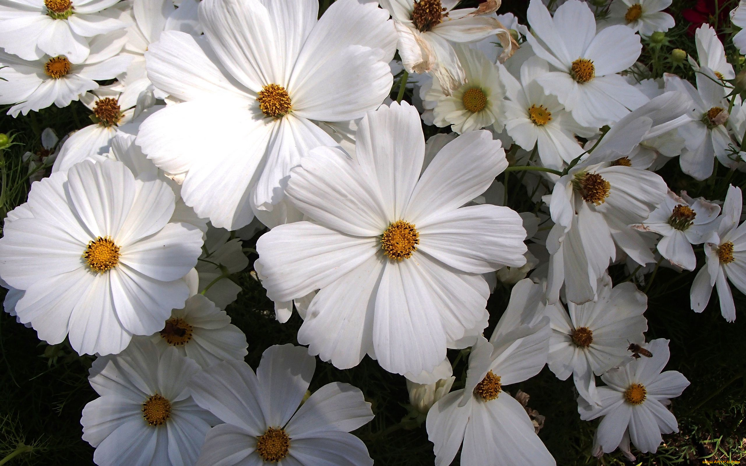 цветы, космея, белая, много